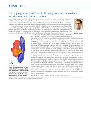 INSIGHTS 
doi10.1084/jem.218insight1/doiaidjem.218insight1/aidauMichael T. Heneka/auAF1University of Bon/AF1cormichael.heneka@ukb.uni-bon.de/cordocheadInsights/docheaddoctopicNews/Macrophages derived from infiltrating monocytes mediate 
autoimmune myelin destruction 
IDjem.218insight1fig1.jpeg/IDMacrophages mediate myelin destruction in multiple sclerosis (MS), but the origin of these cells (whether de-rived 
from tissue-resident microglial cells or infiltrating monocytes) has been widely debated. Now, Yamasaki 
and colleagues distinguish these cells in a mouse model of MS and show that monocyte-derived macrophages 
(MDMs) mediate myelin destruction, whereas microglia-derived macrophages (MiDMs) clear up the debris. 
Previous attempts to decipher the nature and role of cells involved in autoimmune demyelination have 
proven challenging. Although ontogenetically distinct, it has not been possible to distinguish macrophages 
derived from tissue-resident or -infiltrating cells based on morphological features (by light microscopy) or 
surface phenotype. Previous attempts to address this problem include parabiosis and bone marrow trans-plantation 
after irradiation, both strategies with substantial technical problems and limitations. 
IDjem.218insight1fig2.eps/IDYamasaki et al. studied double chemokine receptor (CCR2-RFP+; 
CX3CR1-GFP+) mice in the experimental autoimmune encephalo-myelitis 
(EAE) mouse model of MS. Inflammatory lesions were filled with both MDMs and 
MiDMs. Confocal immunohistochemistry, serial block-face scanning electron microscopy 
(SBF-SEM), and subsequent 3D reconstruction revealed that myelin destruction was initiated 
by MDMs, often at the nodes of Ranvier, whereas MiDMs were not detected at this site. 
Disruption of MDM infiltration by CCR2 deficiency completely abolished the presence of 
macrophages at the nodes of Ranvier. Gene expression profiling of both cell types at disease 
onset revealed substantial differences, which correlated well with the observations obtained 
by SBF-SEM. MDMs expressed genes attributable to effector functions, including those 
involved in phagocytosis and cell clearance. In contrast, MiMD gene expression patterns at 
disease onset were characteristic of a repressed metabolic state. 
This paper sets a new standard for further studies in the field. For the first time, 
MDMs and MiDMs have been clearly differentiated and their morphological relation-ship 
to axoglial structures has been analyzed. The finding that MDMs rather than 
MiDMs initiate myelin destruction at disease onset should enable this cell population to 
be targeted more effectively in future. The next stage is to verify these findings in human 
tissue. Future research should also assess further time points over the entire disease 
course, in particular to exclude that MiDMs do not join MDMs at the node of Ranvier 
at later stages of disease. A precise distinction between local and infiltrating cell popula-tions 
may also contribute to a better understanding of pathogenesis in other CNS disor-ders 
such as stroke and brain trauma and will hopefully lead to the development of new 
therapeutic strategies. 
Yamasaki, R., et al. 2014. J. Exp. Med. http://dx.doi.org/10.1084/jem.20132477. 
Insight from 
Michael Heneka 
Nodes of Ranvier represent a prime 
site of attack for MDMs at the onset 
of EAE. This 3D reconstruction of SBF-SEM 
images shows a monocyte-derived 
macrophage encircling the node of 
Ranvier, as shown by the two primary 
processes (white and black arrows). 
Michael T. Heneka, University of Bonn: michael.heneka@ukb.uni-bonn.de 
 