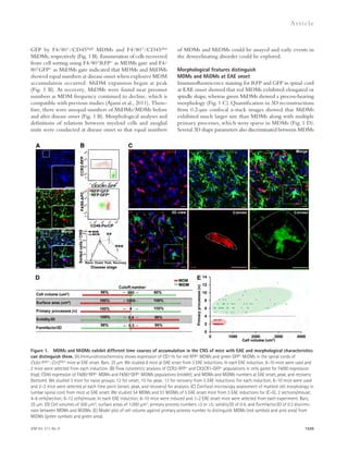 JEM Vol. 211, No. 8 
Ar t icle 
of MDMs and MiDMs could be assayed and early events in 
the demyelinating disorder could be explored. 
Morphological features distinguish 
MDMs and MiDMs at EAE onset 
Immunofluorescence staining for RFP and GFP in spinal cord 
at EAE onset showed that red MDMs exhibited elongated or 
spindle shape, whereas green MiDMs showed a process-bearing 
morphology (Fig. 1 C). Quantification in 3D reconstructions 
from 0.2-μm confocal z-stack images showed that MiDMs 
exhibited much larger size than MDMs along with multiple 
primary processes, which were sparse in MDMs (Fig. 1 D). 
Several 3D shape parameters also discriminated between MDMs 
1535 
GFP by F4/80+/CD45high MDMs and F4/80+/CD45dim 
MiDMs, respectively (Fig. 1 B). Enumeration of cells recovered 
from cell sorting using F4/80+RFP+ as MDMs gate and F4/ 
80+GFP+ as MiDMs gate indicated that MDMs and MiDMs 
showed equal numbers at disease onset when explosive MDM 
accumulation occurred. MiDM expansion began at peak 
(Fig. 1 B). At recovery, MiDMs were found near preonset 
numbers as MDM frequency continued to decline, which is 
compatible with previous studies (Ajami et al., 2011). There-fore, 
there were unequal numbers of MiDMs/MDMs before 
and after disease onset (Fig. 1 B). Morphological analyses and 
definitions of relations between myeloid cells and axoglial 
units were conducted at disease onset so that equal numbers 
Figure 1. MDMs and MiDMs exhibit different time courses of accumulation in the CNS of mice with EAE and morphological characteristics 
can distinguish them. (A) Immunohistochemistry shows expression of CD11b for red RFP+ MDMs and green GFP+ MiDMs in the spinal cords of 
Cx3cr1gfp/+::Ccr2rfp/+ mice at EAE onset. Bars: 25 μm. We studied 6 mice at EAE onset from 3 EAE inductions. In each EAE induction, 8–10 mice were used and 
2 mice were selected from each induction. (B) Flow cytometric analysis of CCR2-RFP+ and CX3CR1-GFP+ populations in cells gated for F4/80 expression 
(top); CD45 expression of F4/80+RFP+ MDMs and F4/80+GFP+ MiDMs populations (middle); and MDMs and MiDMs numbers at EAE onset, peak, and recovery 
(bottom). We studied 3 mice for naive groups; 12 for onset; 15 for peak; 13 for recovery from 5 EAE inductions. For each induction, 8–10 mice were used 
and 2–3 mice were selected at each time point (onset, peak, and recovery) for analysis. (C) Confocal microscopy assessment of myeloid cell morphology in 
lumbar spinal cord from mice at EAE onset. We studied 54 MDMs and 51 MiDMs of 5 EAE onset mice from 3 EAE inductions for (C–E); 2 sections/mouse; 
4–6 cells/section; 8–12 cells/mouse. In each EAE induction, 8–10 mice were induced and 1–2 EAE onset mice were selected from each experiment. Bars, 
25 μm. (D) Cell volumes of 500 μm3; surface areas of 1,000 μm2; primary process numbers ≤3 or ≥5; solidity3D of 0.4; and Formfactor3D of 0.3 discrimi-nate 
between MDMs and MiDMs. (E) Model plot of cell volume against primary process number to distinguish MDMs (red symbols and pink area) from 
MiDMs (green symbols and green area). 
 