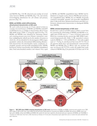 in MDMs and MiDMs (unpublished data). MDMs had bi-lobulated 
or irregular nuclei, whereas MiDMs had round nu-clei 
(unpublished data). MDMs, but not MiDMs, frequently 
contained osmiophilic granules and microvilli (unpublished 
data). Collectively, these ultrastructural features provided con-firmatory 
ultrastructural characteristics to distinguish MDMs 
from MiDMs. 
MDMs initiated demyelination at EAE onset 
Results from confocal and EM analysis yielded a secure basis 
for examining the relationships of MDMs and MiDMs to ax-oglial 
units at EAE onset (n = 7 mice; 14 lesions) using serial 
block-face scanning electron microscopy (SBF-SEM), as pre-sented 
diagrammatically (Table 1). We quantified contacts 
made by MDMs (n = 169) and MiDMs (n = 86) with axoglial 
units (n = 75; Fig. 2), and observed that most (55/75; 73%) of 
all segments (both intact and demyelinated) contacted both 
MDMs and MiDMs (Fig. 2). Where only one myeloid cell 
type was present (20/75; 27%), nearly all axoglial units made 
contacts to MDMs (Fig. 2). In particular, 8/29 intact and 10/46 
and MiDMs (Fig. 1 D). We observed scant overlap of several 
values between MDMs and MiDMs (Fig. 1 D), and entirely 
nonoverlapping distributions for cell volume and primary 
processes (Fig. 1 E). 
MDMs and MiDMs exhibit differentiating 
ultrastructural characteristics at EAE onset 
We used confocal microscopy in 0.2-μm optical sections to 
correlate structural features of MDMs and MiDMs with RFP 
or GFP fluorescence, as a bridge to characterizing cells in 0.2 μm 
SBF-SEM images (Table 1). Using this approach (Fig. 1 E), 
MDMs and MiDMs were identified by estimating volume 
and counting primary processes. Volume estimations came 
from multiplying the midcell area by the number of sections in 
which the cell was identified. In electromagnetic (EM) images, 
quantitative analysis also demonstrated differentiating ultrastruc-tural 
characteristics for mitochondria, nuclei, cytoplasmic os-miophilic 
granules and microvilli (unpublished data). MDMs 
had shorter, thicker mitochondria than MiDMs (unpublished 
data). Total mitochondrial numbers and volumes were equal 
Figure 2. SBF-SEM shows MDMs initiating demyelination at EAE onset. Quantitation of MiDMs and MDMs interacting with axoglial units in SBF-SEM 
images of CNS at EAE onset. Intact (69%) and demyelinated (76%) segments interacted with MDMs and MiDMs. Red and pink, MDMs; green and 
light green, MiDMs; yellow, both MDMs and MiDMs. We studied 29 intact axon segments, 46 demyelinated axon segments, 86 MiDMs, and 169 MDMs in 
14 lesions of 7 EAE onset mice from 3 EAE inductions as follows: 8–10 mice were immunized at each experiment and 2–3 onset mice were selected from 
each induction. 
1536 Distinguishing microglia and monocytes in EAE CNS | Yamasaki et al. 
 