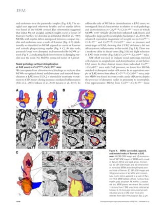 address the role of MDMs in demyelination at EAE onset, we 
investigated clinical characteristics in relation to node pathology 
and demyelination in Ccr2rfp/rfp::Cx3cr1gfp/+ mice in which 
MDMs were virtually absent from inflamed EAE tissues and 
replaced in large part by neutrophils (Saederup et al., 2010). We 
observed equivalent magnitude of weight loss in Ccr2rfp/+:: 
Cx3cr1gfp/+ and Ccr2rfp/rfp::Cx3cr1gfp/+ mice at preonset and 
onset stages of EAE, showing that CCR2 deficiency did not 
affect systemic inflammation in this model (Fig. 5 A). There was 
a moderate delay in disease onset (Fig. 5 B) and slight reduction 
in EAE onset severity (Fig. 5 A) in Ccr2rfp/rfp::Cx3cr1gfp/+ mice. 
SBF-SEM was used to evaluate nodal pathology, myeloid 
cell relations to axoglial units and demyelination at and before 
EAE onset. In three distinct tissues from individual Ccr2rfp/+ 
::Cx3cr1gfp/+ mice with EAE preonset, we found five MDMs 
attached to disrupted nodes of Ranvier. In an equivalent sam-ple 
of EAE tissues from three Ccr2rfp/rfp::Cx3cr1gfp/+ mice, only 
one MDM was found in contact with a node of Ranvier, despite 
the presence of disrupted nodes in proximity to neutrophils. 
One representative MDM from Ccr2rfp/+::Cx3cr1gfp/+ tissue 
and axolemma near the paranode complex (Fig. 4 A). The ax-oglial 
unit appeared otherwise healthy and no myelin debris 
was found in the MDM cytosol. This observation suggested 
that initial MDM–axoglial contacts might occur at nodes of 
Ranvier. Further, we detected an intratubal (Stoll et al., 1989) 
MDMs with myelin debris interposed between compact my-elin 
and axolemma near a node of Ranvier (Fig. 4 B). Addi-tionally 
we identified an MDM apposed to a node of Ranvier 
and actively phagocytizing myelin (Fig. 4 C). At this node, 
paranode loops were disrupted and surrounded by MDM cy-tosol 
(Fig. 4 C), indicating likely involvement in damaging my-elin 
near the node. No MiDMs contacted nodes of Ranvier. 
Nodal pathology without demyelination 
at EAE onset in Ccr2rfp/rfp::Cx3cr1gfp/+ mice 
We interpreted our ultrastructural findings to indicate that 
MDMs recognized altered nodal structure and initiated demy-elination 
at EAE onset. CCR2 is essential for monocyte recruit-ment 
to CNS tissues during immune-mediated inflammation 
(Fife et al., 2000; Izikson et al., 2000; Savarin et al., 2010). To 
Figure 4. MDMs surrounded, apposed, 
and invaded nodes of Ranvier at EAE 
onset. (A) SBF-SEM images and 3D reconstruc-tion 
of SBF-SEM images of MDMs with a node 
of Ranvier. White and black arrow: microvil-lus. 
(B) SBF-SEM images and 3D construction 
of intratubal MDMs with demyelinated axon 
and node of Ranvier. (C) SBF-SEM images and 
3D reconstruction of an MDM with intracel-lular 
myelin debris apposed to a node of Ran-vier. 
Red, MDM cytosol; yellow, nucleus; blue, 
myelin; gray, axoplasm. M, myelin; c, cytosol. 
red line, MDM plasma membrane. We studied 
14 lesions from 7 EAE onset mice collected as 
follows: 8–10 mice were immunized at each 
induction and 2–3 EAE onset mice were 
selected from each immunization. Bar, 2 μm. 
1538 Distinguishing microglia and monocytes in EAE CNS | Yamasaki et al. 
 