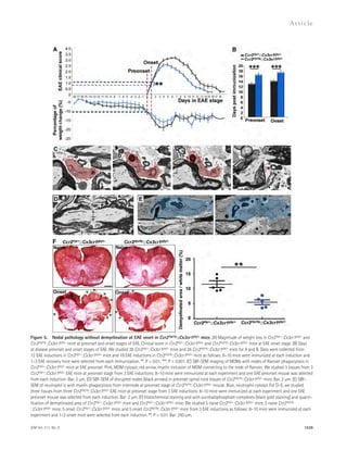 Figure 5. Nodal pathology without demyelination at EAE onset in Ccr2rfp/rfp::Cx3cr1gfp/+ mice. (A) Magnitude of weight loss in Ccr2rfp/+::Cx3cr1gfp/+ and 
Ccr2rfp/rfp::Cx3cr1gfp/+ mice at preonset and onset stages of EAE. Clinical score in Ccr2rfp/+::Cx3cr1gfp/+ and Ccr2rfp/rfp::Cx3cr1gfp/+ mice at EAE onset stage. (B) Days 
at disease preonset and onset stages of EAE. We studied 28 Ccr2rfp/+::Cx3cr1gfp/+ mice and 26 Ccr2rfp/rfp::Cx3cr1gfp/+ mice for A and B. Data were collected from 
12 EAE inductions in Ccr2rfp/+::Cx3cr1gfp/+ mice and 19 EAE inductions in Ccr2rfp/rfp::Cx3cr1gfp/+ mice as follows: 8–10 mice were immunized at each induction and 
1–3 EAE recovery mice were selected from each immunization. **, P  0.01; ***, P  0.001. (C) SBF-SEM imaging of MDMs with nodes of Ranvier phagocytosis in 
Ccr2rfp/+::Cx3cr1gfp/+ mice at EAE preonset. Pink, MDM cytosol; red arrow, myelin inclusion of MDM connecting to the node of Ranvier. We studied 3 tissues from 3 
Ccr2rfp/+::Cx3cr1gfp/+ EAE mice at preonset stage from 3 EAE inductions: 8–10 mice were immunized at each experiment and one EAE preonset mouse was selected 
from each induction. Bar, 2 μm. (D) SBF-SEM of disrupted nodes (black arrows) in preonset spinal cord tissues of Ccr2rfp/rfp::Cx3cr1gfp/+ mice. Bar, 2 μm. (E) SBF-SEM 
JEM Vol. 211, No. 8 
Ar t icle 
1539 
of neutrophil is with myelin phagocytosis from internode at preonset stage of Ccr2rfp/rfp::Cx3cr1gfp/+ mouse. Blue, neutrophil cytosol. For D–E, we studied 
three tissues from three Ccr2rfp/rfp::Cx3cr1gfp/+ EAE mice at preonset stage from 3 EAE inductions: 8–10 mice were immunized at each experiment and one EAE 
preonset mouse was selected from each induction. Bar: 2 μm. (F) Histochemical staining and with aurohalophosphate complexes (black gold staining) and quanti-fication 
of demyelinated area of Ccr2rfp/+::Cx3cr1gfp/+ mice and Ccr2rfp/+::Cx3cr1gfp/+ mice. We studied 5 naive Ccr2rfp/+::Cx3cr1gfp/+ mice, 5 naive Ccr2rfp/rfp 
::Cx3cr1gfp/+ mice, 5 onset Ccr2rfp/+::Cx3cr1gfp/+ mice, and 5 onset Ccr2rfp/rfp::Cx3cr1gfp/+ mice from 3 EAE inductions as follows: 8–10 mice were immunized at each 
experiment and 1–2 onset mice were selected from each induction. **, P  0.01. Bar: 250 μm. 
 