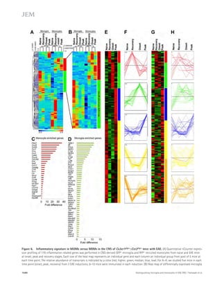 Figure 6. Inflammatory signature in MiDMs versus MDMs in the CNS of Cx3cr1gfp/+::Ccr2rfp/+ mice with EAE. (A) Quantitative nCounter expres-sion 
profiling of 179 inflammation related genes was performed in CNS-derived GFP+ microglia and RFP+ recruited monocytes from naive and EAE mice 
at onset, peak and recovery stages. Each row of the heat map represents an individual gene and each column an individual group from pool of 5 mice at 
each time point. The relative abundance of transcripts is indicated by a color (red, higher; green, median; blue, low). For A–H, we studied five mice in each 
time point (onset, peak, recovery) from 3 EAE inductions; 8–10 mice were immunized in each induction. (B) Heat map of differentially expressed microglia 
1540 Distinguishing microglia and monocytes in EAE CNS | Yamasaki et al. 
 