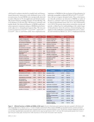 JEM Vol. 211, No. 8 
Ar t icle 
importance of MDMs for this mechanism of demyelination. In 
particular, neutrophils in inflamed CNS of Ccr2rfp/rfp::Cx3cr1gfp/+ 
mice did not recognize disrupted nodes. These observations 
are clinically pertinent: our detection of MDMs at nodes of 
Ranvier is consistent with recent reports of nodal pathology 
in clinical demyelinated tissues (Fu et al., 2011; Desmazières 
et al., 2012). The present observations extend this concept and 
provide a cellular basis for nodal pathology at the earliest stages 
of demyelination. Given the presence of potential phagocytic 
signals at nodes (antibodies to paranodal proteins such as contac-tin 
and neurofascins; Meinl et al., 2011); complement-derived 
1543 
cells found in isolation attached to axoglial units and demon-strated 
destructive interactions with myelinated axons in 3D 
reconstructions. Second, MDMs were unexpectedly observed 
at nodes of Ranvier in 9% of axoglial units and showed remark-ably 
invasive behavior, including extension of microvilli (Fig. 4 A) 
or localization of cell soma (Fig. 4 B) between axolemma and 
myelin sheath. Our observed frequency of MDM–nodal inter-action 
represents a minimum estimate as MDMs found at hemi-nodes 
adjacent to a demyelinated segment (Fig. 3 B) were not 
scored. Comparison of Ccr2rfp/rfp::Cx3cr1gfp/+ and Ccr2rfp/+:: 
Cx3cr1gfp/+ mice at and before EAE onset emphasized the 
Figure 7. Affected functions in MiDMs and MDMs at EAE onset. nCounter inflammatory gene expression data were uploaded to IPA. Genes with 
fold change (EAE onset vs. Naive) ≥1.5 or ≤1.5 were included in downstream effects analysis. (A) MDMs up-regulated functions, sorted by activation 
z-score. (B) MiDMs up-regulated (left) and down-regulated (right) functions, sorted by activation z score. The bias term indicates imbalanced numbers of 
up- and down-regulated genes associated with a distal function requiring significance at the P  0.01 level. We studied pooled samples from 5 mice in 
each time point (onset, peak, recovery) from 3 EAE inductions; 8–10 mice were immunized in each induction. 
 