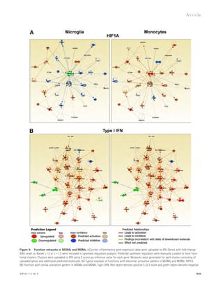 Figure 9. Function networks in MiDMs and MDMs. nCounter inflammatory gene expression data were uploaded to IPA. Genes with fold change 
(EAE onset vs. Naive) ≥1.5 or ≤1.5 were included in upstream regulators analysis. Predicted upstream regulators were manually curated to form func-tional 
clusters. Clusters were uploaded to IPA using Z scores as reference value for each gene. Networks were generated for each cluster consisting of 
uploaded genes and additional predicted molecules. (A) Typical example of functions with dissimilar activation pattern in MiDMs and MDMs: HIF1A. 
(B) Function with similar activation pattern in MiDMs and MDMs: Type I IFN. Red object denotes positive (2) z score and green object denotes negative 
JEM Vol. 211, No. 8 
Ar t icle 
1545 
 