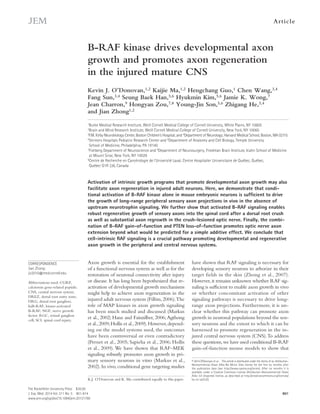 Ar t icle 
B-RAF kinase drives developmental axon 
growth and promotes axon regeneration 
in the injured mature CNS 
Kevin J. O’Donovan,1,2 Kaijie Ma,1,2 Hengchang Guo,1 Chen Wang,3,4 
Fang Sun,3,4 Seung Baek Han,5,6 Hyukmin Kim,5,6 Jamie K. Wong,7 
Jean Charron,9 Hongyan Zou,7,8 Young-Jin Son,5,6 Zhigang He,3,4 
and Jian Zhong1,2 
1Burke Medical Research Institute, Weill Cornell Medical College of Cornell University, White Plains, NY 10605 
2Brain and Mind Research Institute, Weill Cornell Medical College of Cornell University, New York, NY 10065 
3F.M. Kirby Neurobiology Center, Boston Children’s Hospital; and 4Department of Neurology; Harvard Medical School, Boston, MA 02115 
5Shriners Hospitals Pediatric Research Center and 6Department of Anatomy and Cell Biology, Temple University 
School of Medicine, Philadelphia, PA 19140 
7Fishberg Department of Neuroscience and 8Department of Neurosurgery, Friedman Brain Institute, Icahn School of Medicine 
at Mount Sinai, New York, NY 10029 
9Centre de Recherche en Cancérologie de l’Université Laval, Centre Hospitalier Universitaire de Québec, Québec, 
Québec G1R 2J6, Canada 
Activation of intrinsic growth programs that promote developmental axon growth may also 
facilitate axon regeneration in injured adult neurons. Here, we demonstrate that condi-tional 
the growth of long-range peripheral sensory axon projections in vivo in the absence of 
upstream neurotrophin signaling. We further show that activated B-RAF signaling enables 
robust regenerative growth of sensory axons into the spinal cord after a dorsal root crush 
as well as substantial axon regrowth in the crush-lesioned optic nerve. Finally, the combi-nation 
extension beyond what would be predicted for a simple additive effect. We conclude that 
cell-intrinsic RAF signaling is a crucial pathway promoting developmental and regenerative 
axon growth in the peripheral and central nervous systems. 
The Rockefeller University Press $30.00 
J. Exp. Med. 2014 Vol. 211 No. 5 801-814 
www.jem.org/cgi/doi/10.1084/jem.20131780 
activation of B-RAF kinase alone in mouse embryonic neurons is sufficient to drive 
801 
of B-RAF gain-of-function and PTEN loss-of-function promotes optic nerve axon 
Axon growth is essential for the establishment 
of a functional nervous system as well as for the 
restoration of neuronal connectivity after injury 
or disease. It has long been hypothesized that re-activation 
of developmental growth mechanisms 
might help to achieve axon regeneration in the 
injured adult nervous system (Filbin, 2006). The 
role of MAP kinases in axon growth signaling 
has been much studied and discussed (Markus 
et al., 2002; Hanz and Fainzilber, 2006; Agthong 
et al., 2009; Hollis et al., 2009). However, depend-ing 
on the model systems used, the outcomes 
have been controversial or even contradictory 
(Pernet et al., 2005; Sapieha et al., 2006; Hollis 
et al., 2009). We have shown that RAF–MEK 
signaling robustly promotes axon growth in pri-mary 
sensory neurons in vitro (Markus et al., 
2002). In vivo, conditional gene targeting studies 
have shown that RAF signaling is necessary for 
developing sensory neurons to arborize in their 
target fields in the skin (Zhong et al., 2007). 
However, it remains unknown whether RAF sig-naling 
is sufficient to enable axon growth in vivo 
or whether concomitant activation of other 
signaling pathways is necessary to drive long-range 
axon projections. Furthermore, it is un-clear 
whether this pathway can promote axon 
growth in neuronal populations beyond the sen-sory 
neurons and the extent to which it can be 
harnessed to promote regeneration in the in-jured 
central nervous system (CNS). To address 
these questions, we have used conditional B-RAF 
gain-of-function mouse models to show that 
CORRESPONDENCE 
Jian Zhong: 
jiz2010@med.cornell.edu 
Abbreviations used: CGRP, 
calcitonin gene-related peptide; 
CNS, central nervous system; 
DREZ, dorsal root entry zone; 
DRG, dorsal root ganglion; 
kaB-RAF, kinase-activated 
B-RAF; NGF, nerve growth 
factor; RGC, retinal ganglion 
cell; SCI, spinal cord injury. 
K.J. O’Donovan and K. Ma contributed equally to this paper. 
© 2014 O’Donovan et al. This article is distributed under the terms of an Attribution– 
Noncommercial–Share Alike–No Mirror Sites license for the first six months after 
the publication date (see http://www.rupress.org/terms). After six months it is 
available under a Creative Commons License (Attribution–Noncommercial–Share 
Alike 3.0 Unported license, as described at http://creativecommons.org/licenses/ 
by-nc-sa/3.0/). 
 