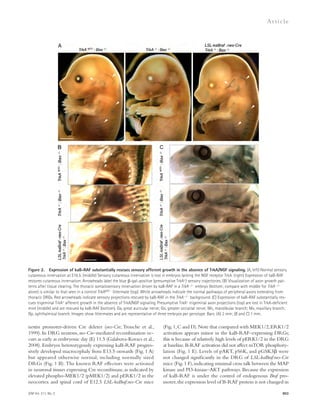 Figure 2. Expression of kaB-RAF substantially rescues sensory afferent growth in the absence of TrkA/NGF signaling. (A, left) Normal sensory 
cutaneous innervation at E16.5. (middle) Sensory cutaneous innervation is lost in embryos lacking the NGF receptor TrkA. (right) Expression of kaB-RAF 
restores cutaneous innervation. Arrowheads label the blue -gal–positive (presumptive TrkA+) sensory trajectories. (B) Visualization of axon growth pat-terns 
after tissue clearing. The thoracic somatosensory innervation driven by kaB-RAF in a TrkA/ embryo (bottom; compare with middle for TrkA/ 
alone) is similar to that seen in a control TrkAWT/ littermate (top). White arrowheads indicate the normal pathways of peripheral axons extending from 
thoracic DRGs. Red arrowheads indicate sensory projections rescued by kaB-RAF in the TrkA/ background. (C) Expression of kaB-RAF substantially res-cues 
trigeminal TrkA+ afferent growth in the absence of TrkA/NGF signaling. Presumptive TrkA+ trigeminal axon projections (top) are lost in TrkA-deficient 
mice (middle) and are rescued by kaB-RAF (bottom). Ga, great auricular nerve; Go, greater occipital nerve; Mn, mandibular branch; Mx, maxillary branch; 
Op, ophthalmical branch. Images show littermates and are representative of three embryos per genotype. Bars: (A) 2 mm; (B and C) 1 mm. 
JEM Vol. 211, No. 5 
Ar t icle 
(Fig. 1, C and D). Note that compared with MEK1/2, ERK1/2 
activation appears minor in the kaB-RAF–expressing DRGs; 
this is because of relatively high levels of pERK1/2 in the DRG 
at baseline. B-RAF activation did not affect mTOR phosphory-lation 
(Fig. 1 E). Levels of pAKT, pS6K, and pGSK3 were 
not changed significantly in the DRG of LSL-kaBraf:nes-Cre 
mice (Fig. 1 F), indicating minimal cross talk between the MAP 
kinase and PI3-kinase–AKT pathways. Because the expression 
of kaB-RAF is under the control of endogenous Braf pro-moter, 
the expression level of B-RAF protein is not changed in 
803 
nestin promoter-driven Cre deleter (nes-Cre; Tronche et al., 
1999). In DRG neurons, nes-Cre–mediated recombination oc-curs 
as early as embryonic day (E) 11.5 (Galabova-Kovacs et al., 
2008). Embryos heterozygously expressing kaB-RAF progres-sively 
developed macrocephaly from E13.5 onwards (Fig. 1 A) 
but appeared otherwise normal, including normally sized 
DRGs (Fig. 1 B). The known RAF effectors were activated 
in neuronal tissues expressing Cre recombinase, as indicated by 
elevated phospho-MEK1/2 (pMEK1/2) and pERK1/2 in the 
neocortex and spinal cord of E12.5 LSL-kaBraf:nes-Cre mice 
 