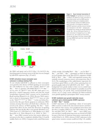 Figure 3. Axon terminal innervation of 
E18.5 footpad. (A, top) Normal innervation. 
(middle) In the absence of TrkA, innervation is 
diminished overall, and the CGRP-positive 
nociceptor endings are completely absent. 
Red arrowheads indicate the CGRP-positive 
axon terminals in the epidermis. (bottom) 
kaB-RAF expression partially rescues nocicep-tive 
innervation in the TrkA/ background. 
The dashed lines indicate the dermal–epidermal 
border. Bar, 100 μm. (B) Quantification of 
axon innervation in footpad (Luo et al., 2007; 
Hancock et al., 2011). Data are from three 
fetuses per genotype. Error bars indicate SEM. 
One-way ANOVA with post-hoc Tukey’s HSD 
test: **, P  0.01. 
(which include LSL-kaBraf:TrkA/:Bax/, nes-Cre:TrkA/: 
Bax/, and TrkA/:Bax/ genotypes), in which we detected 
no LacZ-positive fibers in the skin at E16.5, expression of kaB-RAF 
in TrkA/:Bax/ DRG and trigeminal neurons sub-stantially 
restored cutaneous sensory axon projections (Fig. 2, 
A–C). The morphologies of the radial thoracic trajectories de-rived 
from spinal DRGs as well as those growing from tri-geminal 
ganglia induced by kaB-RAF in the TrkA/:Bax/ 
background were grossly similar to those seen in control mice. 
Epidermal innervation of the footpad was partially rescued by 
kaB-RAF (Fig. 3, A and B). Thus, sustained B-RAF kinase 
activity can, to a large extent, substitute for TrkA-mediated 
axon growth signaling in presumptive TrkA+ sensory neurons. 
B-RAF–mediated axon growth indirectly rescues 
calcitonin gene-related peptide (CGRP) expression 
in TrkA/:Bax/ neurons 
CGRP expression in the peptidergic subset of nociceptive 
DRG neurons is induced by skin-derived factors and there-fore 
indicates that sensory axon peripheral innervation into 
the skin is complete (Hall et al., 1997, 2001; Patel et al., 2000; 
Xu and Hall, 2007). In TrkA/:Bax/ mice, DRG neu-rons 
and their centrally projecting axons are devoid of CGRP 
because of the lack of cutaneous innervation as previously de-scribed 
(Patel et al., 2000), whereas CGRP expression in the 
spinal motor neurons remains unaffected (Fig. 4 A, middle). 
the DRG and spinal cord at E12.5 (Fig. 1 G). At E13.5, the 
branching pattern of sensory nerves in the skin was not changed 
by kaB-RAF expression (Fig. 1, H and I). 
B-RAF activation rescues nociceptor axon 
extension in embryos lacking TrkA 
To test whether kaB-RAF is sufficient to drive nociceptor 
axon growth in the absence of TrkA signaling, we next mated 
the LSL-kaBraf:nes-Cre line with available TrkAtaulacZ and 
Bax/ lines to generate LSL-kaBraf:TrkAtaulacZ/taulacZ:Bax/: 
nes-Cre mice. In TrkAtaulacZ mice, the WT TrkA gene is re-placed 
by a taulacZ expression cassette, such that the axonal 
morphology of putative TrkA+ neurons can be visualized by 
-gal staining (Moqrich et al., 2004). Because TrkA expres-sion 
is absent in homozygous TrkAtaulacZ/taulacZ mice, we refer 
to the “TrkAtaulacZ/taulacZ” as “TrkA/” in the text below. Re-moval 
of the Bax gene blocks apoptosis in embryonic DRG 
neurons, rescuing them from cell death that is otherwise ob-served 
in the absence of TrkA signaling. The Bax/ back-ground 
thus allows for the molecular dissection of signaling 
pathways that specifically affect axon growth (Knudson et al., 
1995; Lentz et al., 1999; Patel et al., 2000; Markus et al., 2002; 
Kuruvilla et al., 2004; Moqrich et al., 2004). In TrkA/: 
Bax/ mice, DRG neurons survive, but sensory afferent in-nervation 
in the skin is completely abolished (Fig. 2, A and B, 
middle; Patel et al., 2000). Compared with control littermates 
804 B-RAF drives axon growth and regeneration | O’Donovan et al. 
 