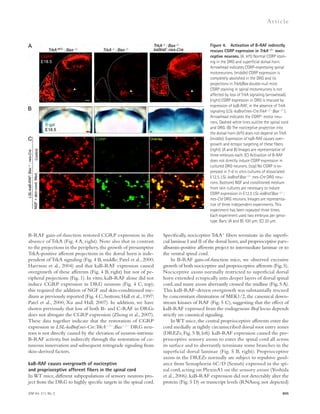 JEM Vol. 211, No. 5 
Ar t icle 
Specifically, nociceptive TrkA+ fibers terminate in the superfi-cial 
laminae I and II of the dorsal horn, and proprioceptive parv-albumin- 
positive afferents project to intermediate laminae or to 
805 
the ventral spinal cord. 
In B-RAF gain-of-function mice, we observed excessive 
growth of both nociceptive and proprioceptive afferents (Fig. 5). 
Nociceptive axons normally restricted to superficial dorsal 
horn extended ectopically into deeper layers of dorsal spinal 
cord, and many axons aberrantly crossed the midline (Fig. 5 A). 
This kaB-RAF–driven overgrowth was substantially rescued 
by concomitant elimination of MEK1/2, the canonical down-stream 
kinases of RAF (Fig. 5 C), suggesting that the effect of 
kaB-RAF expressed from the endogenous Braf locus depends 
strictly on canonical signaling. 
In WT mice, the central proprioceptive afferents enter the 
cord medially at tightly circumscribed dorsal root entry zones 
(DREZs; Fig. 5 B, left). kaB-RAF expression caused the pro-prioceptive 
sensory axons to enter the spinal cord all across 
its surface and to aberrantly terminate some branches in the 
superficial dorsal laminae (Fig. 5 B, right). Proprioceptive 
axons in the DREZs normally are subject to repulsive guid-ance 
from Semaphorin 6C/D (Sema6) expressed in the spi-nal 
cord, acting on PlexinA1 on the sensory axons (Yoshida 
et al., 2006). kaB-RAF expression did not detectably alter the 
protein (Fig. 5 D) or transcript levels (RNAseq; not depicted) 
B-RAF gain-of-function restored CGRP expression in the 
absence of TrkA (Fig. 4 A, right). Note also that in contrast 
to the projections in the periphery, the growth of presumptive 
TrkA-positive afferent projections in the dorsal horn is inde-pendent 
of TrkA signaling (Fig. 4 B, middle; Patel et al., 2000; 
Harrison et al., 2004) and that kaB-RAF expression caused 
overgrowth of these afferents (Fig. 4 B, right) but not of pe-ripheral 
projections (Fig. 1). In vitro, kaB-RAF alone did not 
induce CGRP expression in DRG neurons (Fig. 4 C, top); 
this required the addition of NGF and skin-conditioned me-dium 
as previously reported (Fig. 4 C, bottom; Hall et al., 1997; 
Patel et al., 2000; Xu and Hall, 2007). In addition, we have 
shown previously that loss of both B- and C-RAF in DRGs 
does not abrogate the CGRP expression (Zhong et al., 2007). 
These data together indicate that the restoration of CGRP 
expression in LSL-kaBraf:nes-Cre:TrkA/:Bax/ DRG neu-rons 
is not directly caused by the elevation of neuron-intrinsic 
B-RAF activity, but indirectly through the restoration of cu-taneous 
innervation and subsequent retrograde signaling from 
skin-derived factors. 
kaB-RAF causes overgrowth of nociceptive 
and proprioceptive afferent fibers in the spinal cord 
In WT mice, different subpopulations of sensory neurons pro­ject 
from the DRG to highly specific targets in the spinal cord. 
Figure 4. Activation of B-RAF indirectly 
rescues CGRP expression in TrkA/ noci-ceptive 
neurons. (A, left) Normal CGRP stain-ing 
in the DRG and superficial dorsal horn. 
Arrowhead indicates CGRP-expressing spinal 
motoneurons. (middle) CGRP expression is 
completely abolished in the DRG and its 
projections in TrkA/Bax double-null mice. 
CGRP staining in spinal motoneurons is not 
affected by loss of TrkA signaling (arrowhead). 
(right) CGRP expression in DRG is rescued by 
expression of kaB-RAF, in the absence of TrkA 
signaling (LSL-kaBraf:nes-Cre:TrkA/:Bax/). 
Arrowhead indicates the CGRP+ motor neu-rons. 
Dashed white lines outline the spinal cord 
and DRG. (B) The nociceptive projection into 
the dorsal horn (left) does not depend on TrkA 
(middle). Expression of kaB-RAF causes over-growth 
and ectopic targeting of these fibers 
(right). (A and B) Images are representative of 
three embryos each. (C) Activation of B-RAF 
does not directly induce CGRP expression in 
cultured DRG neurons. (top) No CGRP is ex-pressed 
in 7-d in vitro cultures of dissociated 
E12.5 LSL-kaBraf:Bax/:nes-Cre DRG neu­rons. 
(bottom) NGF and conditioned medium 
from skin cultures are necessary to induce 
CGRP expression in E12.5 LSL-kaBraf:Bax/: 
nes-Cre DRG neurons. Images are representa-tive 
of three independent experiments. This 
experiment has been repeated three times. 
Each experiment used two embryos per geno-type. 
Bars: (A and B) 100 μm; (C) 20 μm. 
 