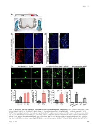 Figure 6. Activation of B-RAF signaling in mature DRG neurons elevates their growth competency. (A, top) Schematic of the brn3a-CreERT2 
construct used to generate the brn3a-CreERT2 deleter mouse line. (bottom) A cross section of the spinal cord of a 10-wk-old Rosa26-lacZ:brn3a- 
CreERT2 mouse treated with tamoxifen. Blue LacZ staining indicates CreERT2-medicated recombination in the DRG neurons. (B) Representative DRGs 
from adult LSL-kaBraf:TdTom:brn3a-CreERT2 mice without (top left) and with (bottom left) tamoxifen treatment. TdTom expression indicates recom­bination 
JEM Vol. 211, No. 5 
Ar t icle 
807 
in DRG neurons. Cells were counterstained with Draq5 (Dq5) to label nuclei. (C) ATF3 is induced by preconditioning lesion. Blue shows nu-clear 
stain Draq5. (D) Representative images of adult DRG neurons derived from intact brn3a-CreERT2:TdTom (left), LSL-kaBraf:brn3aCreERT2:TdTom 
 