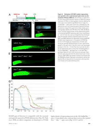 JEM Vol. 211, No. 5 
Ar t icle 
Figure 8. Activation of B-RAF enables regenerative 
axon growth in the crush-lesioned optic nerve via the 
canonical effectors MEK1/2. (A) Schematic of experimen-tal 
time course. (B) Intravitreal injection of AAV2-Cre induces 
expression of TdTom in retinal ganglion neurons, labeling the 
entire optic nerve (red). (C, top) Whole-mount image of a 
crushed Bax/ optic nerve. Crush site is indicated by a red 
asterisk here and in all following panels. (bottom) Confocal 
fluorescence image of the same nerve. Green shows axons 
anterogradely labeled with CTB–Alexa Fluor 488. (D) Whole-mount 
confocal imaging shows strong regenerative growth 
in the lesioned kaB-RAF–expressing optic nerve. (inset) Axons 
at 3.5 mm from the crush site (magnified from the boxed 
area). Arrowheads indicate outgrowing axons. (E) Loss of 
MEK1 and MEK2 abolishes the regeneration driven by kaB-RAF. 
(F) Optic nerve regeneration in the absence of PTEN. Bar, 
0.5 mm. (C–F) Images are representative of three optic 
nerves per genotype. (G) Quantitation of axon regenerative 
growth in the optic nerve 2 wk after nerve crush; genotypes 
as shown in B–E. At 1.6 mm from the crush site, the den-sity 
of regenerating axons is more than threefold greater in 
the LSL-kaBraf:Bax/ genotype than in the Ptenf/f:Bax/ 
genotype. Data are from three nerves per genotype. Optic 
densities were acquired from the whole-mount optic nerves 
using an LSM710NLO two-photon confocal microscope with 
the ZEN2009 software. Data were normalized by setting the 
baseline OD, as measured 0.2 cm proximal to the crush site 
in all nerves, to the same (arbitrary) level. 
809 
B-RAF gain-of-function is comparable with the maximal 
axon growth reported in PTEN deletion mice (Fig. 8 F; Park 
et al., 2008), in a direct comparison, we found up to a 3.9-fold 
higher density of regenerating axons in the LSL-kaBraf:Bax/ 
mice 1.5 mm distal to the crush site than is seen in the crushed 
Pten/:Bax/ optic nerve (Fig. 8, D, F, and G). 
 