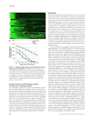 DISCUSSION 
An understanding of the mechanisms that drive axon growth 
is important, both to decipher how connectivity develops in 
the nervous system and to develop therapeutic strategies for 
nervous system repair after injury or disease. We show that the 
RAF–MEK axis plays a key role in axon growth signaling. 
Activation of B-RAF in neurons is sufficient to drive sensory 
axon growth in the embryo, to enable adult sensory axons to 
regenerate across the DREZ and further into the spinal cord, 
and to induce robust regeneration of adult retinal axons in 
the injured optic nerve. Both developmental DRG axon 
overgrowth in the spinal cord and mature RGC axon re-generation 
in the optic nerve were abrogated by concomitant 
ablation of MEK1 and MEK2. We thus establish classical cell-autonomous 
RAF–MEK signaling as a fundamental driver of 
axon growth. We should note that this pathway seems to be 
selective to axon growth signaling because we have never ob-served 
that B-RAF activation supports neuronal survival (un-published 
data). 
In vitro work has long suggested a potential role for RAF– 
MEK signaling in axon growth. Previous in vivo data, however, 
have been scarce and controversial. In the retina, for example, 
pharmaceutical inhibition of MEK–ERK signaling abrogated 
optic nerve regeneration supported by FGF2 (Sapieha et al., 
2006). Two putative intracellular activators of RAF signaling, 
BAG1 and Mst3b, have been shown to promote regenerative 
axon growth in the optic nerve (Planchamp et al., 2008; Lorber 
et al., 2009), but the expression of a constitutively active MEK1 
did not drive any regeneration in the optic nerve (Pernet et al., 
2005). Others have concluded that ERK activity promotes 
RGC axon regeneration via an indirect mechanism dependent 
on glial cells (Müller et al., 2009). Although it is likely that mul­tiple 
mechanisms, direct as well as indirect, will contribute to 
axon regeneration in the inhibitory environment of the CNS, 
the current cacophonic state of the field is likely caused by the 
mainly indirect approaches of incomplete penetrance that have 
been taken by various laboratories. When using small molecule 
inhibitors or transient viral overexpression of interfering or ac-tivating 
constructs, it is difficult to accurately titrate the dose for 
the entire duration of an experiment. We believe that we have 
applied a stringent approach toward activation of RAF signal-ing 
in RGCs, and our data argue strongly for a direct positive 
effect of RAF–MEK signaling on axon growth and regenera-tion 
of RGCs, as well as in DRG neurons. Possible downstream 
mechanisms beyond the MEK kinases remain speculative at 
this point. Stabilization of microtubules improves axon regen-eration 
in a spinal cord injury (SCI) model through both neu-ron- 
intrinsic and -extrinsic mechanisms (Hellal et al., 2011), 
and it is likely that activation of RAF–MEK signaling will di-rectly 
affect microtubule stability in injured axons via its effects 
on microtubule-regulating enzymes such as HDAC6 (Williams 
et al., 2013). Furthermore, B-RAF has been shown to directly 
interact with tubulin (Bonfiglio et al., 2011). Activation of 
B-RAF signaling is also likely to trigger the expression of axon 
growth–enhancing gene sets in injured neurons. The elucida-tion 
of exact mechanisms awaits further study. 
Figure 9. Combined B-RAF activation and PTEN deletion enables 
long-range axon regeneration. (A) Representative longitudinal sec-tions 
of regenerating optic nerve 2 wk after crush injury. Genotypes are 
as indicated. Crush site is indicated by a red asterisk. Bar, 200 μm. (B) Quan-titation 
of data as shown in A. Axons were counted as described in Park 
et al. (2008). n = 6 nerves per genotype. Error bars indicate SEM. Two-way 
ANOVA tests comparing LSL-kaBraf with Ptenf/f, LSL-kaBraf and 
Ptenf/f with WT, or LSL-kaBraf and Ptenf/f with LSL-kaBraf:Ptenf/f all re-sulted 
in p-values  0.001. 
kaB-RAF expression and PTEN deletion synergize 
to increase axon regenerative growth 
To test whether combined activation of the B-RAF and PI3- 
kinase–mTOR pathways can further boost axon growth ca-pacity 
in injured adult retinal ganglion neurons, we performed 
the optic nerve regeneration experiments using double LSL-kaBraf: 
Ptenf/f mice. Both the numbers and length of regener-ating 
axons were increased in the optic nerve of the LSL-kaBraf: 
Ptenf/f mice compared with those in single LSL-kaBraf or in 
Ptenf/f mice (Fig. 9 A). The synergistic effect of activating both 
B-RAF and PI3-kinase signaling is most apparent at the long­est 
lengths of axon regeneration (Fig. 9 B). Note that the mice 
in these experiments were from a Bax WT background to en-able 
direct comparison with the original PTEN deletion data 
(Park et al., 2008); however, this means that possible survival-promoting 
effects of the mutant alleles cannot be excluded. 
810 B-RAF drives axon growth and regeneration | O’Donovan et al. 
 