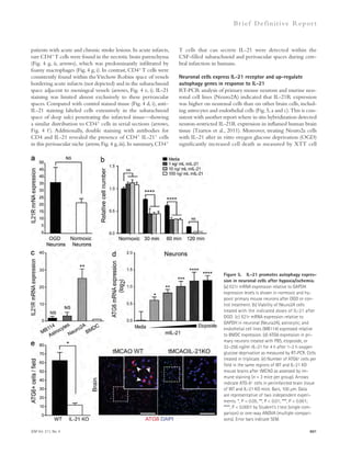 Br ief Def ini t ive Repor t 
T cells that can secrete IL-21 were detected within the 
CSF-filled subarachnoid and perivascular spaces during cere-bral 
infarction in humans. 
Neuronal cells express IL-21 receptor and up-regulate 
autophagy genes in response to IL-21 
RT-PCR analysis of primary mouse neurons and murine neu-ronal 
cell lines (Neuro2A) indicated that IL-21R expression 
was higher on neuronal cells than on other brain cells, includ-ing 
astrocytes and endothelial cells (Fig. 5, a and c). This is con-sistent 
with another report where in situ hybridization detected 
neuron-restricted IL-21R expression in inflamed human brain 
tissue (Tzartos et al., 2011). Moreover, treating Neuro2a cells 
with IL-21 after in vitro oxygen glucose deprivation (OGD) 
significantly increased cell death as measured by XTT cell 
patients with acute and chronic stroke lesions. In acute infarcts, 
rare CD4+ T cells were found in the necrotic brain parenchyma 
(Fig. 4 g, ii, arrows), which was predominantly infiltrated by 
foamy macrophages (Fig. 4 g, i). In contrast, CD4+ T cells were 
consistently found within the Virchow Robins space of vessels 
bordering acute infarcts (not depicted) and in the subarachnoid 
space adjacent to meningeal vessels (arrows, Fig. 4 e, i). IL-21 
staining was limited almost exclusively to these perivascular 
spaces. Compared with control stained tissue (Fig. 4 d, i), anti– 
IL-21 staining labeled cells extensively in the subarachnoid 
space of deep sulci penetrating the infarcted tissue—showing 
a similar distribution to CD4+ cells in serial sections (arrows, 
Fig. 4 f ). Additionally, double staining with antibodies for 
CD4 and IL-21 revealed the presence of CD4+ IL-21+ cells 
in this perivascular niche (arrow, Fig. 4 g, iii). In summary, CD4+ 
Figure 5. IL-21 promotes autophagy expres-sion 
in neuronal cells after hypoxia/ischemia. 
(a) Il21r mRNA expression relative to GAPDH 
expression levels is shown in normoxic and hy-poxic 
primary mouse neurons after OGD or con-trol 
treatment. (b) Viability of Neuro2A cells 
treated with the indicated doses of IL-21 after 
OGD. (c) Il21r mRNA expression relative to 
GAPDH in neuronal (Neura2A), astrocytic, and 
endothelial cell lines (MB114) expressed relative 
to BMDC expression. (d) ATG6 expression in pri-mary 
neurons treated with PBS, etoposide, or 
32–256 ng/ml rIL-21 for 4 h after 1–2 h oxygen 
glucose deprivation as measured by RT-PCR. Cells 
treated in triplicate. (e) Number of ATG6+ cells per 
field in the same regions of WT and IL-21 KO 
mouse brains after tMCAO as assessed by im-mune 
staining (n = 3 mice per group). Arrows 
indicate ATG-6+ cells in periinfarcted brain tissue 
of WT and IL-21 KO mice. Bars, 100 μm. Data 
are representative of two independent experi-ments. 
*, P  0.05; **, P  0.01; ***, P  0.001; 
****, P  0.0001 by Student’s t test (single com-parison) 
or one-way ANOVA (multiple compari-sons). 
Error bars indicate SEM. 
JEM Vol. 211, No. 4 601 
 