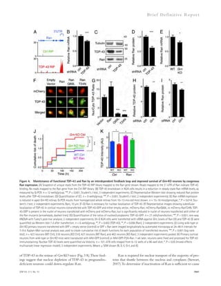 Br ief Def ini t ive Repor t 
Figure 4. Maintenance of functional TDP-43 and Ran by an interdependent feedback loop and improved survival of Grn-KO neurons by exogenous 
Ran expression. (A) Snapshot of unique reads from the TDP-43 RIP library mapped to the Ran gene shown. Reads mapped to the 3-UTR of Ran indicate TDP-43 
binding. No reads mapped to the Ran gene from the Ctrl RIP library. (B) TDP-43 knockdown in N2A cells results in a reduction in steady-state Ran mRNA levels, as 
measured by Q-PCR. n = 12 wells/group; ***, P  0.001, Student’s t test; 3 independent experiments. (C) Representative Western blot showing reduced Ran protein 
levels after TDP-43 knockdown. (D) Quantification of (C). n = 9 wells/group, ***, P  0.001, Student’s t test; 2 independent experiments). (E) Ran mRNA expression 
is reduced in aged Grn KO retinas. Q-PCR results from homogenized whole retinas from 10–12-mo-old mice shown. n = 15–16 mice/genotype; *, P = 0.014; Stu-dent’s 
t test; 2 independent experiments. Bars, 10 μm. (F–G) Ran is necessary for nuclear localization of TDP-43. (F) Representative images showing subcellular 
localization of TDP-43 in cortical neurons cotransfected with TDP-43-GFP and either empty vector, mCherry-Ran, mCherry-RanQ69L, or mCherry-RanT24N. TDP- 
43-GFP is present in the nuclei of neurons transfected with mCherry and mCherry-Ran, but is significantly reduced in nuclei of neurons transfected with either of 
the Ran mutants (arrowheads, dashed lines). (G) Quantification of the ratios of nuclear/cytoplasmic TDP-43-GFP. n = 21 cells/transfection; ***, P  0.001, one-way 
ANOVA with Tukey’s post-hoc analysis; 2 independent experiments. (H–I) N2A cells were transfected with siRNA against Grn. Levels of Ran (H) and TDP-43 (I) were 
quantified via Western blot 7 d after transfection. n = 6 wells/group; **, P = 0.002 (TDP-43); **, P = 0.006 (Ran); 2 independent experiments. (J) Living wild-type or 
Grn KO primary neurons transfected with GFP + empty vector (control) or GFP + Ran were imaged longitudinally by automated microscopy at 24–48-h intervals for 
7–9 d. Kaplan-Meir survival analysis was used to create cumulative risk of death functions for each population of transfected neurons. ***, P  0.001 (log-rank 
test); n = 423 neurons (WT Ctrl), 518 neurons (KO Ctrl), 427 neurons (WT Ran), and 463 neurons (KO Ran); 3 independent experiments pooled. (K) Primary cortical 
neurons from wild-type or Grn KO mice were transduced with AAV-GFP (control) or AAV-GFP-P2A-Ran. 1 wk later, neurons were fixed and processed for TDP-43 
immunostaining. Nuclear TDP-43 levels were quantified via Volocity. n = 101–478 cells imaged from 6–12 wells of a 96-well dish; *, P  0.05 (mixed-effects 
multivariate linear regression model); 3 independent experiments. Means ± SEM shown (B, D, E, G–I, and K). 
of TDP-43 in the retinas of Grn KO mice (Fig. 3 A). These find-ings 
suggest that nuclear depletion of TDP-43 in progranulin-deficient 
neurons could down-regulate Ran. 
Ran is required for nuclear transport of the majority of pro-teins 
that shuttle between the nucleus and cytoplasm (Stewart, 
2007). To determine if inactivation of Ran is sufficient to cause 
JEM Vol. 211, No. 10 1941 
 