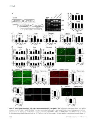 Figure 2. Partial genetic inhibition of ASM leads to decreased AD pathology in the APP/PS1 mice. (A) Generation of the APP/PS1/ASM+/ mice. (B) Body 
weights of WT, APP/PS1, ASM+/, and APP/PS1/ASM+/ mice were determined at 9 mo of age (n = 14 per group). (C) ASM activity in blood plasma (n = 14–15 per 
group), brain (n = 13–14 per group), and fibroblast (n = 8 per group) derived from WT, APP/PS1, ASM+/, and APP/PS1/ASM+/ mice. (D) ASM activity was assessed 
in neuron and microglia isolated from mouse brain (WT, n = 8; APP/PS1, n = 6; and APP/PS1/ASM+/, n = 6). (E) Detection of sphingomyelin, ceramide, and AC in 
1554 Role of ASM in the pathogenesis of AD | Lee et al. 
 
