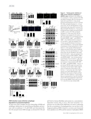 ASM elevation causes defective autophagic 
degradation by lysosomal depletion 
To gain more direct insights into the relationship of ASM and 
autophagic dysfunction, we treated human fibroblasts and neu-rons 
with recombinant 1–10 μM ASM and determined the 
LC3-II and p62 levels. ASM strongly accelerated LC3-II and 
Figure 5. Partial genetic inhibition of 
ASM reverses defective autophagy in 
APP/PS1 mice. (A) Western blot analysis of 
LC-3 and beclin-1 levels in controls, PS1-FAD, 
and ApoE4 fibroblasts. (B) LC3-II and beclin-1 
levels were quantified (n = 4 per group). 
(C) Immunocytochemistry for LC3 in controls, 
PS1-FAD, and ApoE4 fibroblast (n = 4–5 per 
group; bars, 20 μm). (D) Degradation of long-lived 
proteins was measured in controls, PS1- 
FAD, and ApoE4 fibroblasts (n = 6 per group). 
(E) Representative images and quantification 
of LBPA in control, PS1-FAD, and ApoE4 
fibroblast (n = 4 per group; bars, 50 μm). 
(F) Western blot analyses for LC3, beclin-1, 
p62, and cathepsin D in tail fibroblast derived 
from WT, APP/PS1, ASM+/, and APP/PS1/ 
ASM+/ mice. (G) Densitometric analysis of 
LC-3-II, beclin-1, p62, and cathepsin D (n = 
7–8 per group). (H) Cathepsin D activity in 
mice tail fibroblast (n = 4 per group). (I) Rates 
of proteolysis of long-lived proteins in fibro-blasts 
(n = 6 per group). (J) Representative 
images and quantification data of SA--gal 
staining in the mice tail fibroblasts (n = 5 per 
group; bars, 50 μm). (K) Western blot analy-ses 
for LC3, beclin-1, p62, and cathepsin D in 
the brains of 9-mo-old WT, APP/PS1, ASM+/, 
and APP/PS1/ASM+/ mice. (L) Densitometric 
quantification of LC-3-II, beclin-1, p62, and 
cathepsin D (n = 6–8 per group). (M) Cathep-sin 
D activity in brain extracts of WT, APP/ 
PS1, ASM+/, and APP/PS1/ASM+/ mice (n = 4 
per group). (N) EM images and quantifica-tion 
data of cortical region. Higher magnifi-cation 
of boxed area shows detail of AVs 
(arrow; n = 5 per group; bars: [low magnifi-cation] 
2 μm, [high magnification] 1 μm). 
(O) Western blot analysis of Rab5 and Rab7 
levels in the brain lysates (n = 5 per group). 
Data are representative of two (A–E and N) or 
three (F–M and O) independent experiments. 
B–O, one-way ANOVA, Tukey’s post hoc test. 
*, P  0.05. All error bars indicate SEM. 
p62 levels in human fibroblasts and neurons in a concentration-dependent 
manner (Fig. 6, A–C). The level of beclin-1 ex-pression 
was not affected by ASM (Fig. 6, A and C), indicating 
that the accumulation of autophagosomes was not due to the 
biogenesis pathway. ASM is found in a secretory and a lysosomal 
form ( Jenkins et al., 2009), and the mannose-6-phosphate (M6P) 
1558 Role of ASM in the pathogenesis of AD | Lee et al. 
 