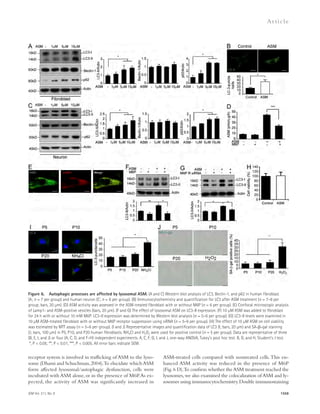 Figure 6. Autophagic processes are affected by lysosomal ASM. (A and C) Western blot analysis of LC3, Beclin-1, and p62 in human fibroblast 
(A; n = 7 per group) and human neuron (C; n = 6 per group). (B) Immunocytochemistry and quantification for LC3 after ASM treatment (n = 7–8 per 
group; bars, 20 μm). (D) ASM activity was assessed in the ASM-treated fibroblast with or without M6P (n = 6 per group). (E) Confocal microscopic analysis 
of Lamp1- and ASM-positive vesicles (bars, 20 μm). (F and G) The effect of lysosomal ASM on LC3-II expression. (F) 10 μM ASM was added to fibroblast 
for 24 h with or without 10 mM M6P. LC3-II expression was determined by Western blot analysis (n = 5–6 per group). (G) LC3-II levels were examined in 
10 μM ASM-treated fibroblast with or without M6P receptor suppression using siRNA (n = 5–6 per group). (H) The effect of 10 μM ASM on cell viability 
was estimated by MTT assay (n = 5–6 per group). (I and J) Representative images and quantification data of LC3 (I; bars, 20 μm) and SA--gal staining 
(J; bars, 100 μm) in P5, P10, and P20 human fibroblasts. NH4Cl and H2O2 were used for positive control (n = 5 per group). Data are representative of three 
(B, E, I, and J) or four (A, C, D, and F–H) independent experiments. A, C, F, G, I, and J, one-way ANOVA, Tukey’s post hoc test. B, D, and H, Student’s t test. 
*, P  0.05; **, P  0.01; ***, P  0.005. All error bars indicate SEM. 
JEM Vol. 211, No. 8 
Ar t icle 
ASM-treated cells compared with nontreated cells. This en-hanced 
ASM activity was reduced in the presence of M6P 
(Fig. 6 D). To confirm whether the ASM treatment reached the 
lysosomes, we also examined the colocalization of ASM and ly-sosomes 
using immunocytochemistry. Double immunostaining 
1559 
receptor system is involved in trafficking of ASM to the lyso-some 
(Dhami and Schuchman, 2004). To elucidate which ASM 
form affected lysosomal/autophagic dysfunction, cells were 
incubated with ASM alone, or in the presence of M6P. As ex-pected, 
the activity of ASM was significantly increased in 
 