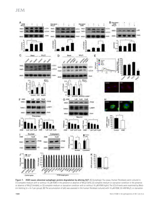 Figure 7. ASM causes abnormal autophagic protein degradation by altering ALP. (A) Autophagic flux assay. Human fibroblasts were cultured in: 
(1) complete medium with or without 10 μM ASM in the presence or absence of NH4Cl (left), (2) complete medium or starvation condition in the presence 
or absence of NH4Cl (middle), or (3) complete medium or starvation condition with or without 10 μM ASM (right). The LC3-II levels were examined by West-ern 
blotting (n = 6–7 per group). (B) The accumulation of p62 was assessed in the human fibroblast cultured with 10 μM ASM, 20 mM NH4Cl, or starvation 
1560 Role of ASM in the pathogenesis of AD | Lee et al. 
 