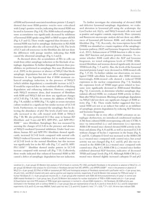 JEM Vol. 211, No. 8 
Ar t icle 
To further investigate the relationship of elevated ASM 
and defective lysosomal/autophagic degradation, we evalu-ated 
alteration in lysosomal pH using the acidotropic dye 
LysoTracker red. H2O2- and NH4Cl-treated cells were used 
as positive and negative controls, respectively. Flow cytometry 
and fluorescent microscopic analysis did not show any differ-ences 
of lysosomal pH between ASM- and vehicle-treated 
fibroblast (Fig. 7 E). Recently, the transcription factor EB 
(TFEB) was identified as a master regulator of the autophagy– 
lysosome pathway (ALP) and lysosome biogenesis (Settembre 
et al., 2011). Enhancement of TFEB function is able to stim-ulate 
ALP function and promote protein clearance. To ex-amine 
whether ASM could affect the ALP and lysosome 
biogenesis, we tested endogenous levels of TFEB. ASM-treated 
fibroblasts and neurons showed significantly decreased 
TFEB levels (Fig. 7, F and G). Also, the levels of the lysosomal 
structural protein Lamp1 were decreased in ASM-treated cells 
(Fig. 7, F–H). To further validate our observation, we inves-tigated 
TFEB subcellular localization after ASM treatment. 
Interestingly, ASM-treated cells showed a reduced TFEB 
expression in the nuclear compartment (Fig. 7 I). Similarly, 
the expression levels of TFEB target genes related to lyso-some 
were significantly decreased in ASM-treated fibroblasts 
(Fig. 7 J). Conversely, to determine whether autophagic deg-radation 
affected ASM, we evaluated ASM activity in fibro-blasts 
after NH4Cl treatment. Blocking of autophagic degradation 
via NH4Cl did not show any significant changes of ASM ac-tivity 
(Fig. 7 K). These results further suggested that lyso-somal 
ASM acts not as an inducer but rather as an inhibitor 
of autophagic protein degradation by reducing ALP function 
and lysosome biogenesis. 
To examine the in vivo effect of ASM activation on au-tophagic 
dysfunction, we introduced conditioned medium 
(CM) from cultured ASM-overexpressing cells into C57BL/6 
mice via intracerebral (i.c.) and intravenous (i.v.) injections. 
ASM-CM–treated mice showed elevated ASM activity in the 
brain and plasma (Fig. 8, A and B), as well as increased LC3-II 
without changes of beclin-1 expression in the brains (Fig. 8, 
C and D). Cathepsin D level was increased in the ASM-CM 
(i.c.)–treated mice compared with control mice, but actual 
activity was not changed (Fig. 8, C and E). p62 also was in-creased 
in the ASM-CM (i.c.)–treated mice compared with 
control mice (Fig. 8 C). ASM-CM (i.c.)–treated mice further 
exhibited abnormal ALP function, indicative of decreased 
TFEB and Lamp1 levels (Fig. 8 F). Although ASM-CM (i.v.)– 
treated mice showed slightly increased cathepsin D and p62 
1561 
of ASM and lysosomal-associated membrane protein 1 (Lamp1) 
showed that most ASM-positive vesicles were colocalized 
with Lamp1-positive vesicles, indicating that treated ASM was 
located in lysosome (Fig. 6 E). The ASM-induced autophago-some 
accumulation was significantly decreased by inhibition 
of lysosomal ASM uptake using M6P or M6P receptor siRNA 
(Fig. 6, F and G). These results suggested that elevation of ly-sosomal 
ASM may lead to autophagic dysfunction in AD. ASM 
treatment did not affect the cell survival (Fig. 6 H). The levels 
of LC3 and cell senescence in the fibroblast also did not show 
the differences with passage number, indicating that ASM 
caused the abnormal autophagy (Fig. 6, I and J). 
As discussed above, the accumulation of AVs in cells can 
result from either autophagy induction or the blockade of au-tophagic 
degradation. To further distinguish between these pos-sibilities, 
we performed an autophagic flux assay (Rubinsztein 
et al., 2009) in the presence or absence of NH4Cl that blocks 
autophagic degradation but does not affect autophagosome 
formation. It was hypothesized that if ASM treatment en-hanced 
autophagy induction, in the presence of NH4Cl 
(which inhibits degradation) a considerable increase in LC3- 
II would be expected due to the combined effects of blocking 
degradation and enhancing induction. However, compared 
with NH4Cl treatment alone, dual treatment of fibroblasts 
with ASM and NH4Cl did not show any significant changes 
of LC3-II (Fig. 7 A, left). In contrast, the addition of NH4Cl 
(Fig. 7 A, middle) or ASM (Fig. 7 A, right) in serum starvation 
culture resulted in a significant but similar increase of LC3-II 
levels. Furthermore, we measured the autophagic flux by de-tecting 
the abundance of p62. The levels of p62 were mark-edly 
increased in the cells treated with ASM or NH4Cl 
(Fig. 7 B). We also performed LC3 flux assay in human AD 
fibroblasts and 9-mo-old WT, APP/PS1, and APP/PS1/ 
ASM+/ mice fibroblasts. Autophagic flux was measured by 
assessing the changes of LC3-II in the presence and absence 
of NH4Cl–mediated lysosomal inhibition. Under basal con-dition, 
human AD and APP/PS1 fibroblasts showed signifi-cantly 
increased LC3-II levels compared with normal cells. 
NH4Cl–induced lysosome inhibition led to marked increase 
of LC3-II levels in the normal fibroblasts, but this increase 
was significantly less in the AD cells (Fig. 7, C and D). APP/ 
PS1/ASM+/ fibroblast showed similar pattern in LC3-II 
increase compared with normal cell (Fig. 7 D). Collectively, 
these results indicated that enhanced lysosomal ASM in AD 
caused a defect of autophagic degradation but not induction. 
condition (n = 4 per group). (C) Western blot analysis of LC3-II levels in controls, PS1-FAD, and ApoE4 fibroblasts in the presence or absence of NH4Cl (n = 6 
per group). (D) Western blot analysis for LC3-II levels in fibroblasts derived from WT, APP/PS1, and APP/PS1/ASM+/ mice in the presence or absence of 
NH4Cl (n = 6 per group). (E) Effect of ASM on lysosomal pH. FACS and histological analysis of fibroblasts stained with LysoTracker red (n = 5 per group; bars, 
20 μm). H2O2- and NH4Cl-treated cells were used as positive and negative controls, respectively. (F and G) Western blot analyses for TFEB and Lamp1 in 
human fibroblasts (F; n = 6 per group) and neurons (G; n = 6 per group) after treatment with ASM. (H) Immunocytochemistry of Lamp1 in control and 
ASM-treated fibroblast (n = 5 per group; bars, 20 μm). (I) Western blot analysis for nuclear localization of TFEB in ASM-treated cells (n = 5 per group). 
(J) Quantitative real-time PCR analysis of TFEB-target gene expression in normal (n = 6) and ASM-treated (n = 10) fibroblasts. (K) ASM activity was 
estimated in the fibroblast with or without NH4Cl (n = 5 per group). Data are representative of two (E, H, and I) or three (A–D, F, G, J, and K) independent 
experiments. A, B, and E–G, one-way ANOVA, Tukey’s post hoc test. C, D, and H–K, Student’s t test. *, P  0.05; **, P  0.01. All error bars indicate SEM. 
 