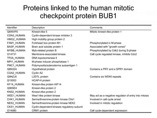 Proteins linked to the human mitotic checkpoint protein BUB1 Comments Description Identifier Cyclin-dependent kinases regulatory subunit CKS1_HUMAN Involved in cell cycle arrest Serine/threonine-protein kinase Chk1 CHK1_HUMAN Involved in mitotic regulation Serine/threonine-protein kinase NEK2 NEK2_HUMAN Cell cycle-dependent expression CRM1 protein O14980 May act as a negative regulator of entry into mitosis Wee1-like protein kinase WEE1_HUMAN Kinesin-like protein 2 KNS2_HUMAN Kinesin-like protein 2 Q96SE4 Kinesin-like protein KIF14 KF14_HUMAN HCAP-H protein Q15003 Contains six WD40 repeats L2DTL protein Q9NZJ0 Cyclin A2 CGA2_HUMAN Contains a PRY and a SPRY domain Hypothetical protein Q8N324 Polymyositis/scleroderma autoantigen 1 PMC1_HUMAN M-phase inducer phosphatase 1 MPI1_HUMAN DNA topoisomerase II TP2A_HUMAN Cell cycle regulated kinase, inhibits Cdc2 Membrane-associated kinase O14731 Phosphorylated by Cdk2 during S-phase Myb-related protein B MYBB_HUMAN Associated with "growth cones" Brain acid soluble protein 1 BASP_HUMAN Phosphorylated in M-phase Forkhead box protein M1 FXM1_HUMAN High mobility group protein 2 HMG2_HUMAN Cyclin-dependent kinase inhibitor 3 CDN3_HUMAN Mitotic kinesin-like protein 1 Kinesin-like 5 Q8WVP0 