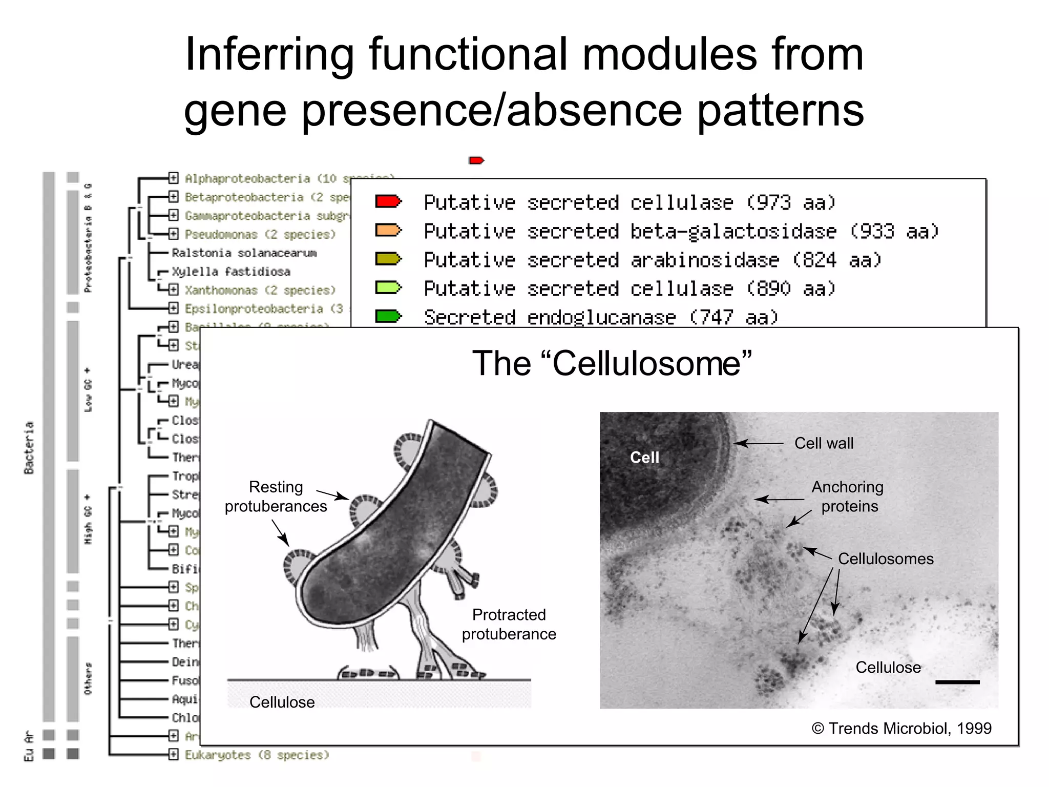 Inferring functional modules from gene presence/absence patterns T rends in Microbiology Resting protuberances Protracted protuberance Cellulose © Trends Microbiol, 1999 Cell Cell wall Anchoring  proteins Cellulosomes Cellulose The “Cellulosome” 
