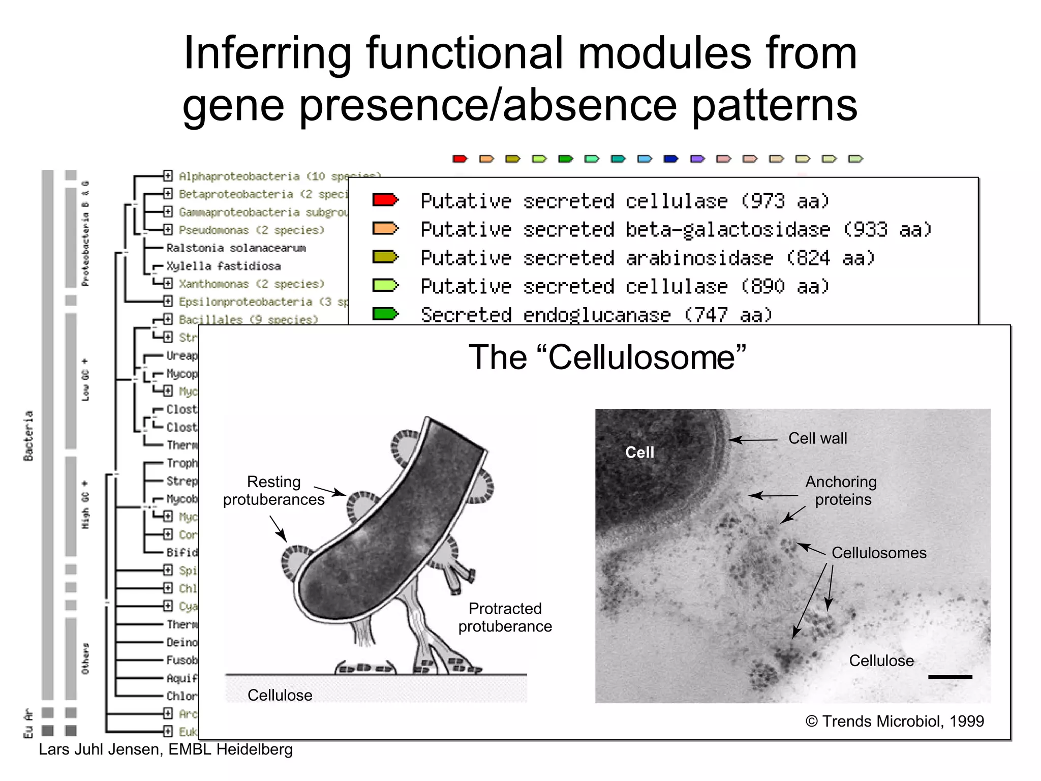 Inferring functional modules from gene presence/absence patterns T rends in Microbiology Resting protuberances Protracted protuberance Cellulose © Trends Microbiol, 1999 Cell Cell wall Anchoring  proteins Cellulosomes Cellulose The “Cellulosome” 