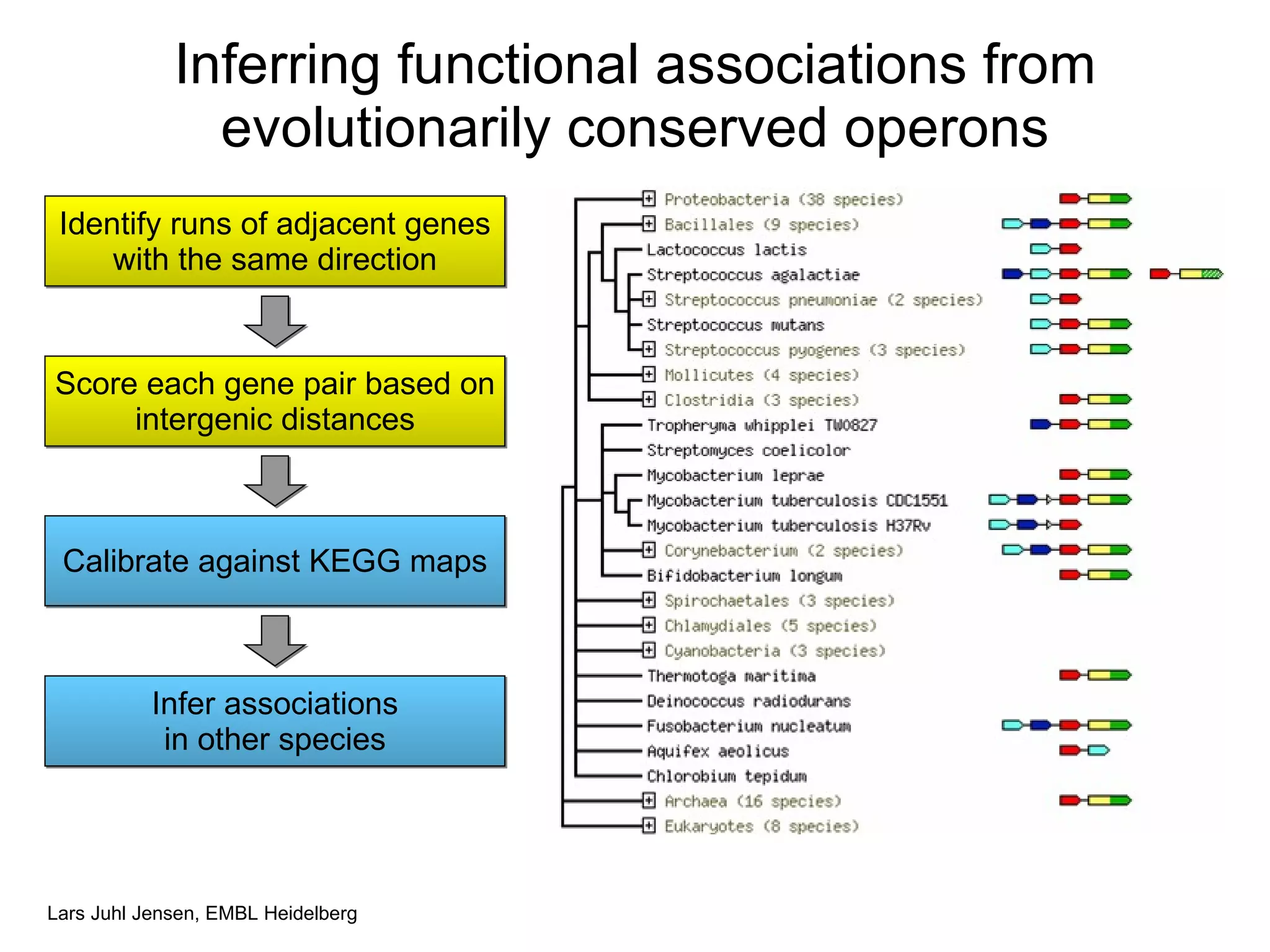 Inferring functional associations from evolutionarily conserved operons Identify runs of adjacent genes with the same direction Score each gene pair based on intergenic distances Calibrate against KEGG maps Infer associations in other species 