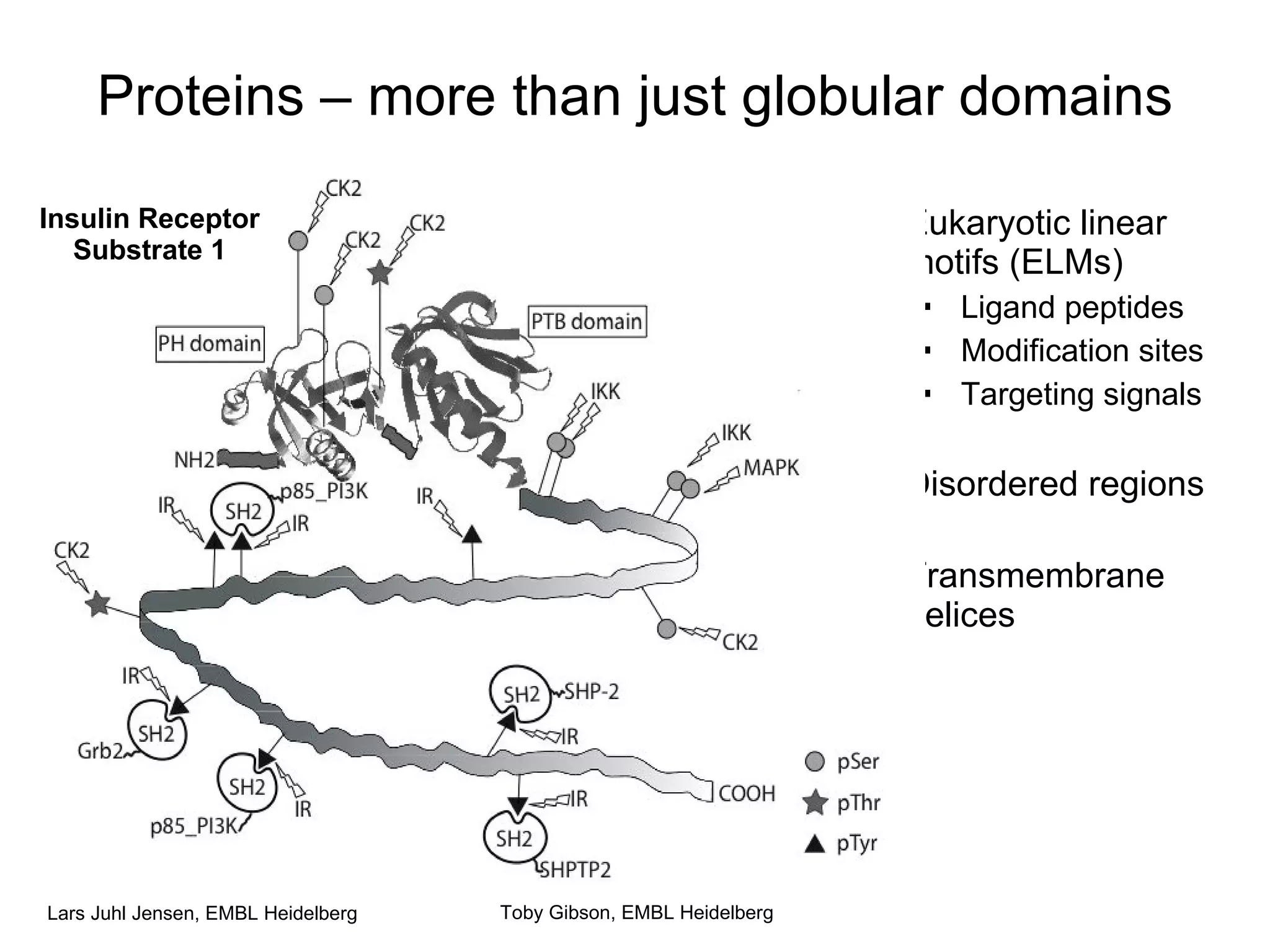 Proteins – more than just globular domains Eukaryotic linear motifs (ELMs) Ligand peptides Modification sites Targeting signals Disordered regions Transmembrane helices Toby Gibson, EMBL Heidelberg Insulin Receptor Substrate 1 