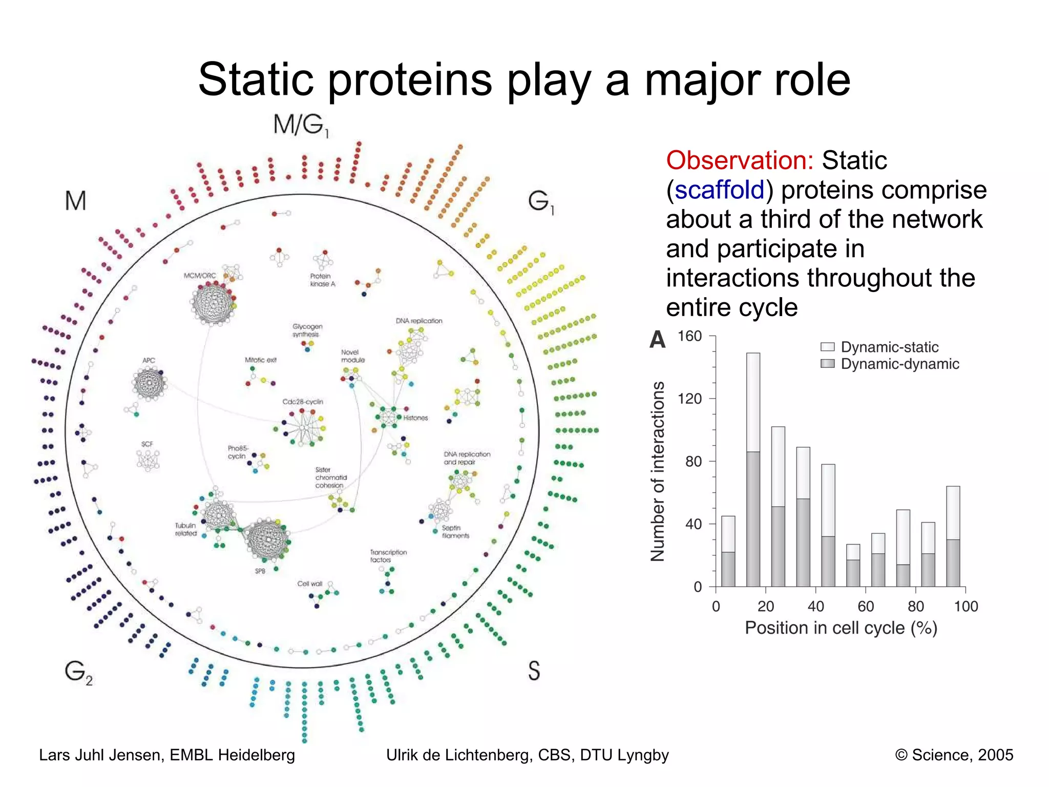 Static proteins play a major role Observation:  Static ( scaffold ) proteins comprise about a third of the network and participate in interactions throughout the entire cycle Ulrik de Lichtenberg, CBS, DTU Lyngby © Science, 2005 