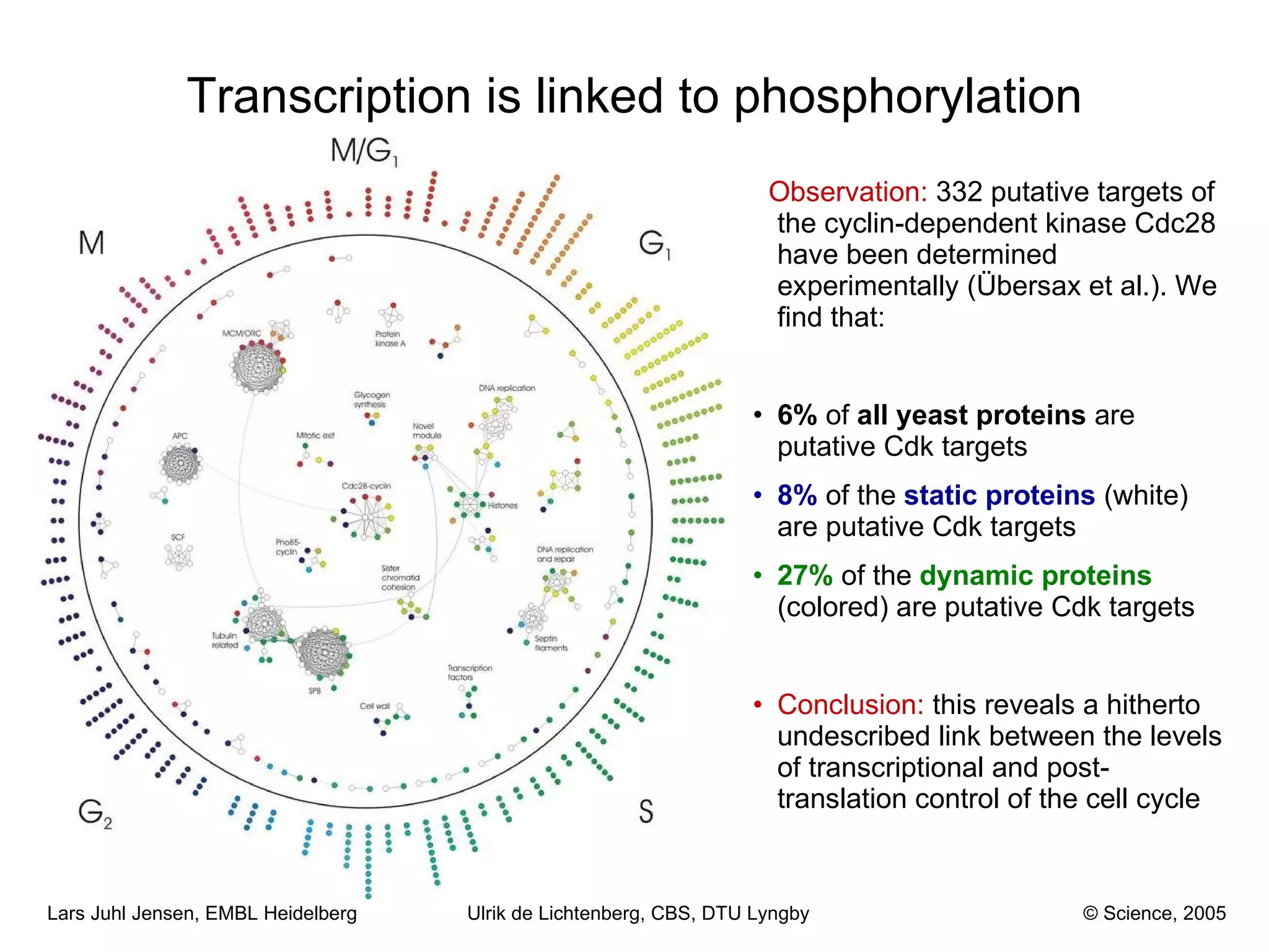 Transcription is linked to phosphorylation Observation:   332 putative targets of the cyclin-dependent kinase Cdc28 have been determined experimentally (Übersax et al.). We find that: 6%  of  all yeast proteins  are putative Cdk targets 8%  of the  static proteins  (white) are putative Cdk targets 27%  of the  dynamic   proteins  (colored) are putative Cdk targets Conclusion:  this reveals a hitherto undescribed link between the levels of transcriptional and post-translation control of the cell cycle Ulrik de Lichtenberg, CBS, DTU Lyngby © Science, 2005 