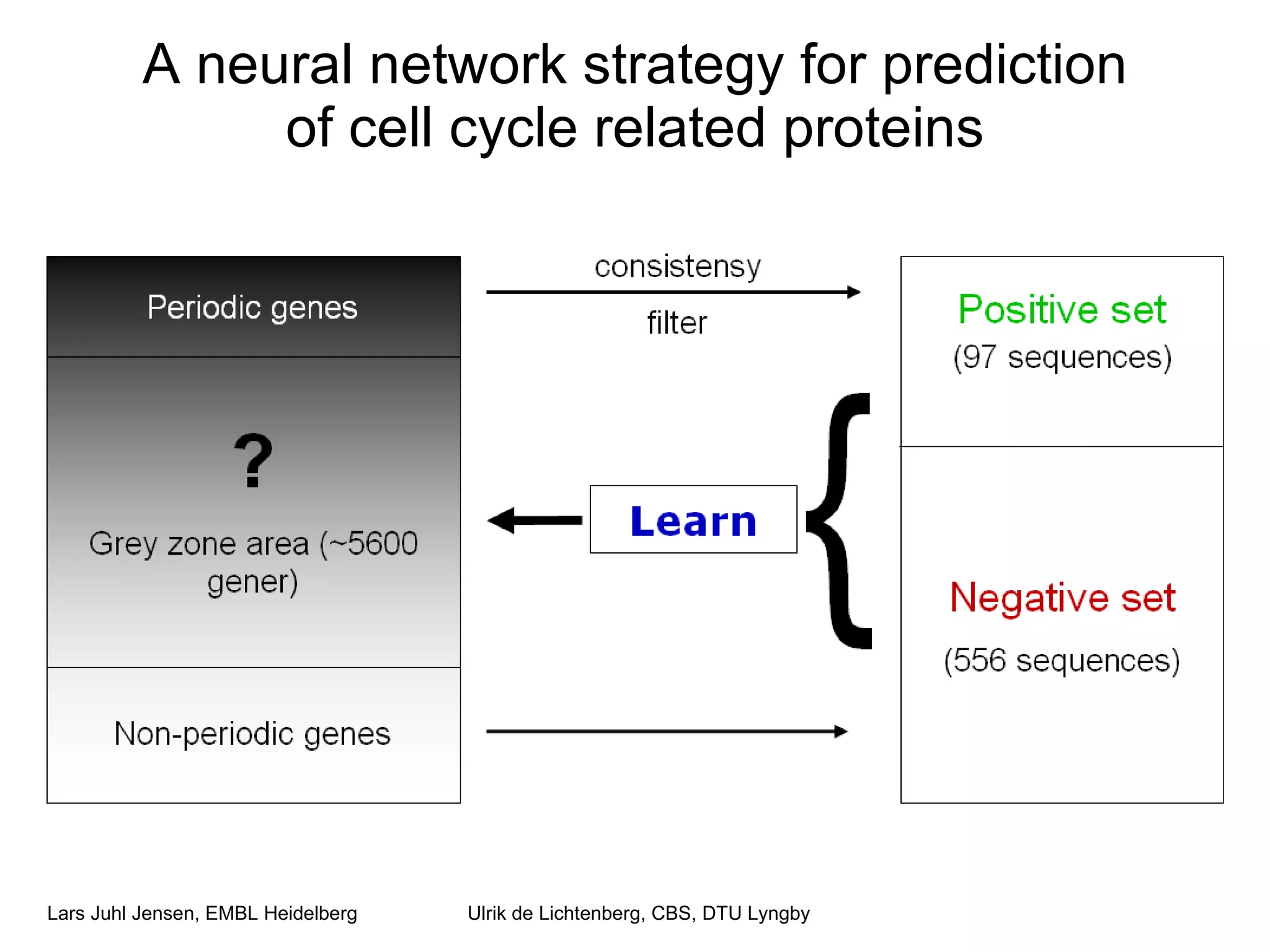A neural network strategy for prediction of cell cycle related proteins Ulrik de Lichtenberg, CBS, DTU Lyngby 