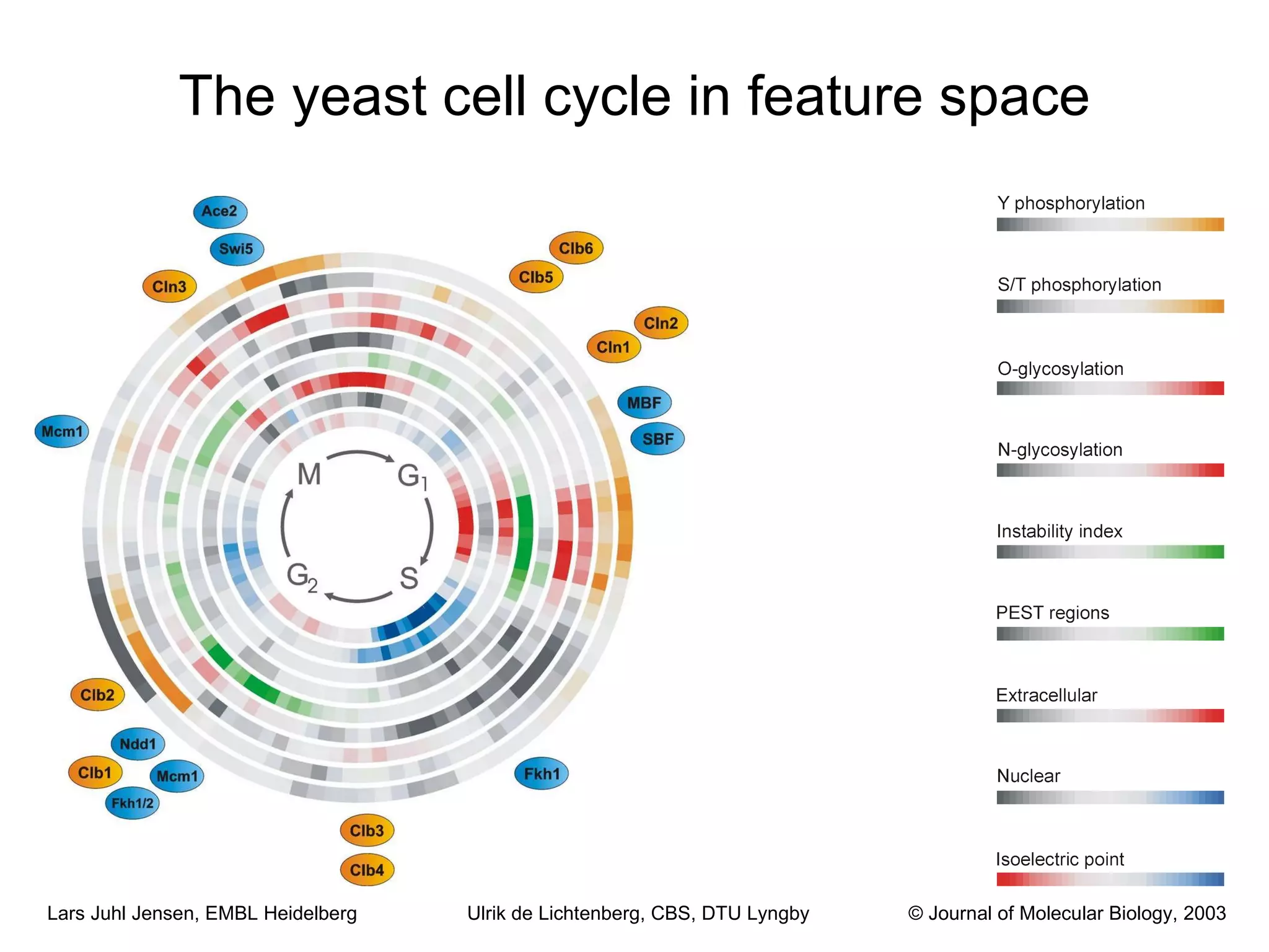The yeast cell cycle in feature space © Journal of Molecular Biology, 2003 Ulrik de Lichtenberg, CBS, DTU Lyngby 
