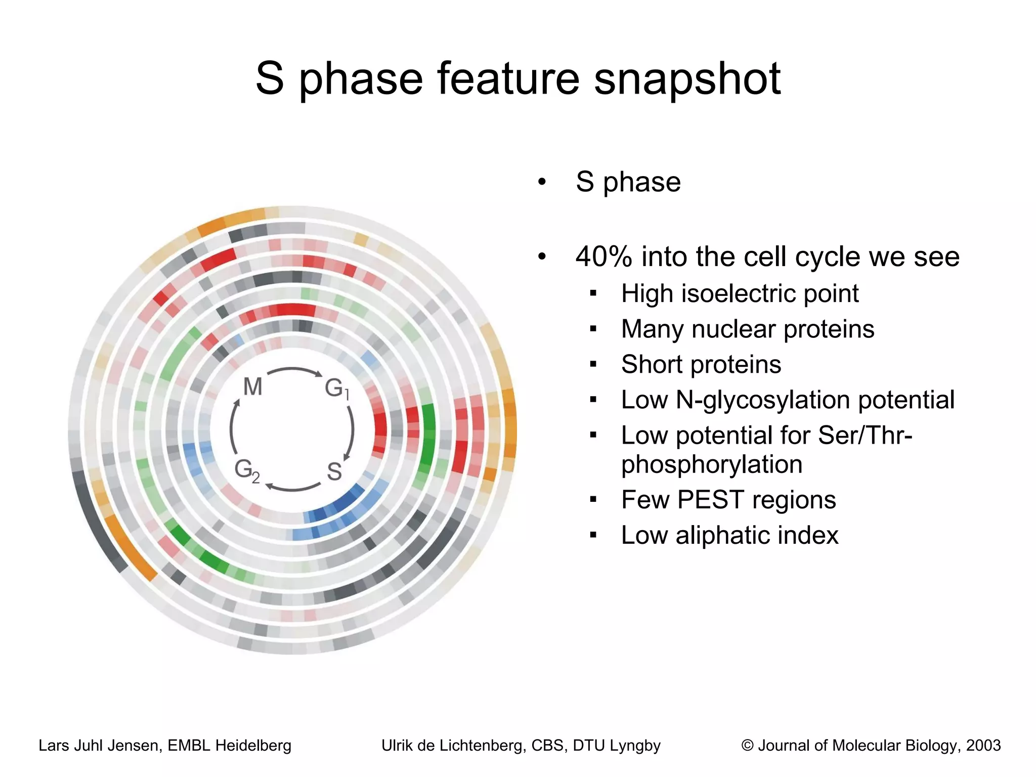 S phase feature snapshot S phase 40% into the cell cycle we see High isoelectric point Many nuclear proteins Short proteins Low N-glycosylation potential Low potential for Ser/Thr-phosphorylation Few PEST regions Low aliphatic index Ulrik de Lichtenberg, CBS, DTU Lyngby © Journal of Molecular Biology, 2003 