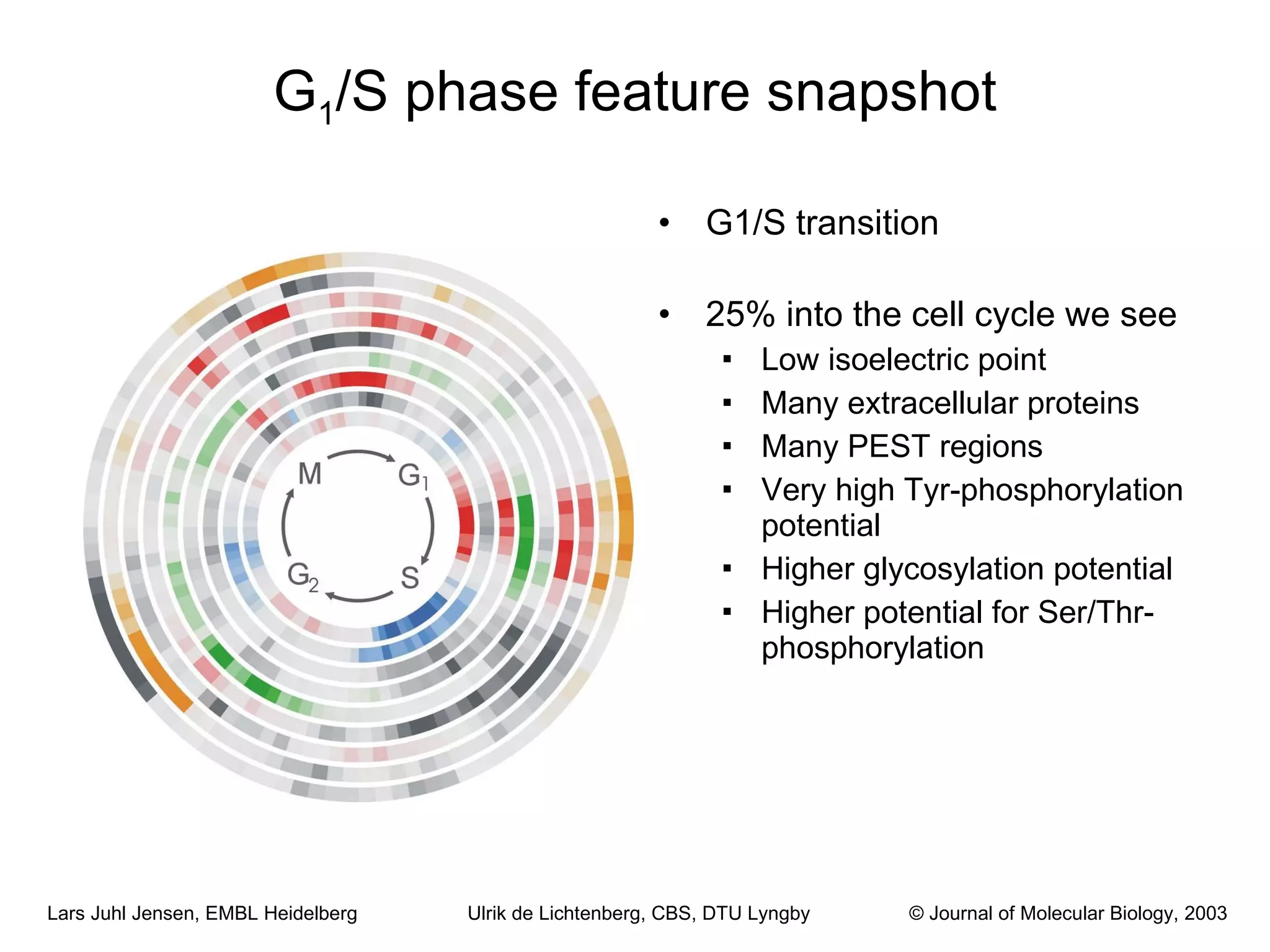 G 1 /S phase feature snapshot G1/S transition 25% into the cell cycle we see Low isoelectric point Many extracellular proteins Many PEST regions Very high Tyr-phosphorylation potential Higher glycosylation potential Higher potential for Ser/Thr-phosphorylation Ulrik de Lichtenberg, CBS, DTU Lyngby © Journal of Molecular Biology, 2003 
