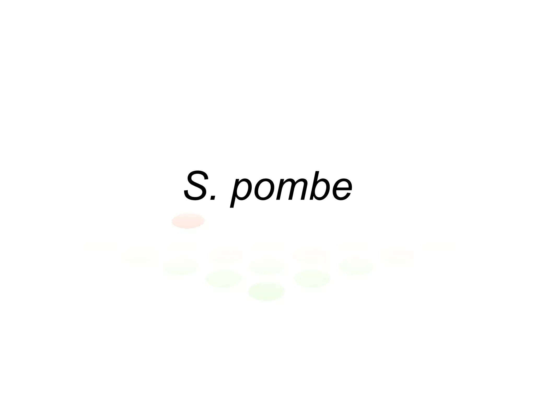 S. pombe 