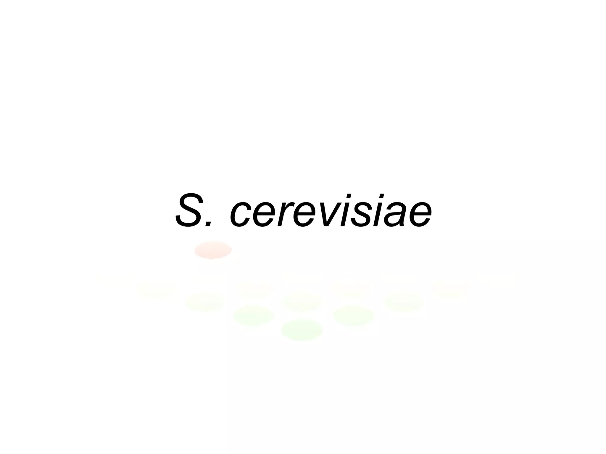 S. cerevisiae 