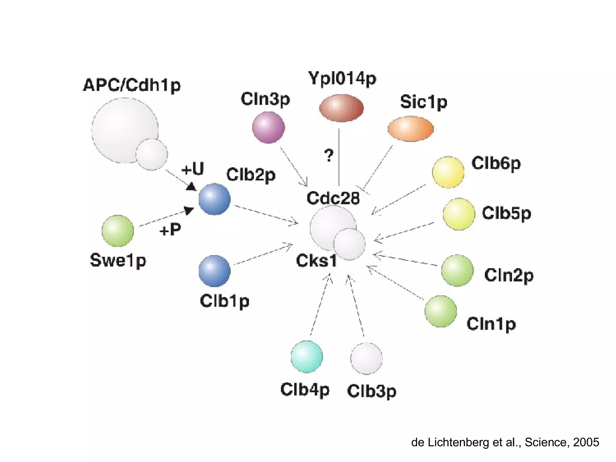 de Lichtenberg et al., Science, 2005 