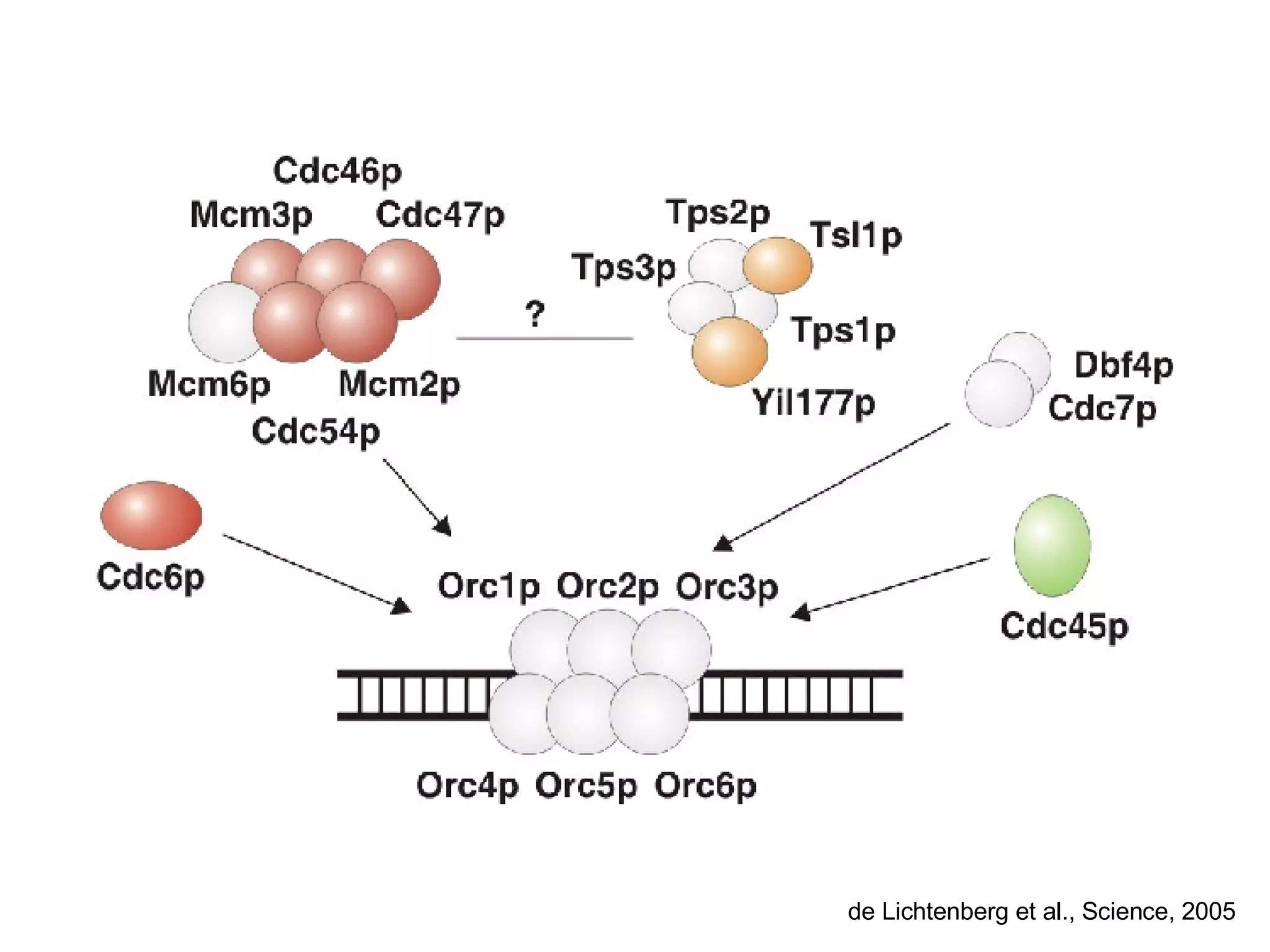 de Lichtenberg et al., Science, 2005 