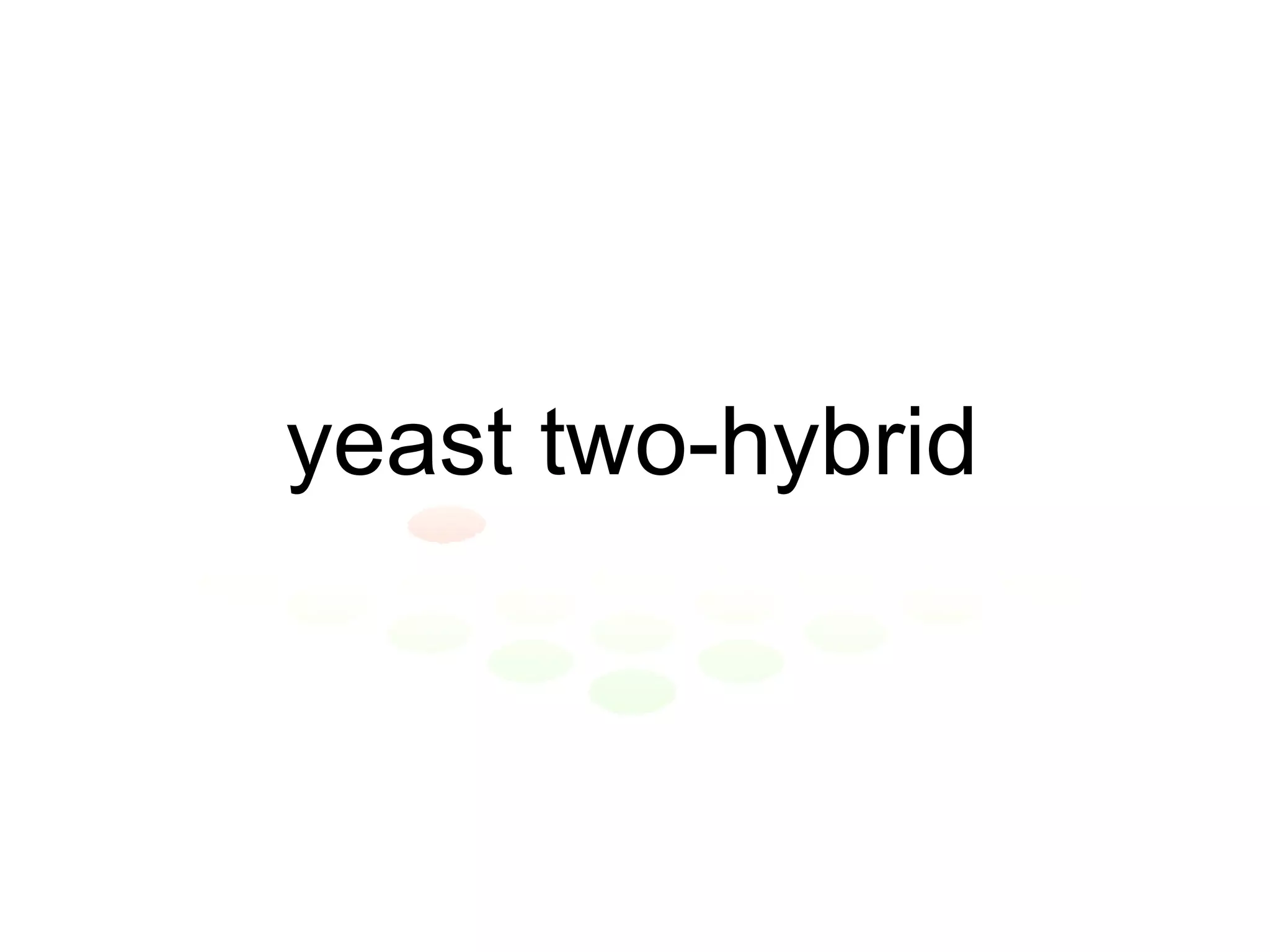 yeast two-hybrid 