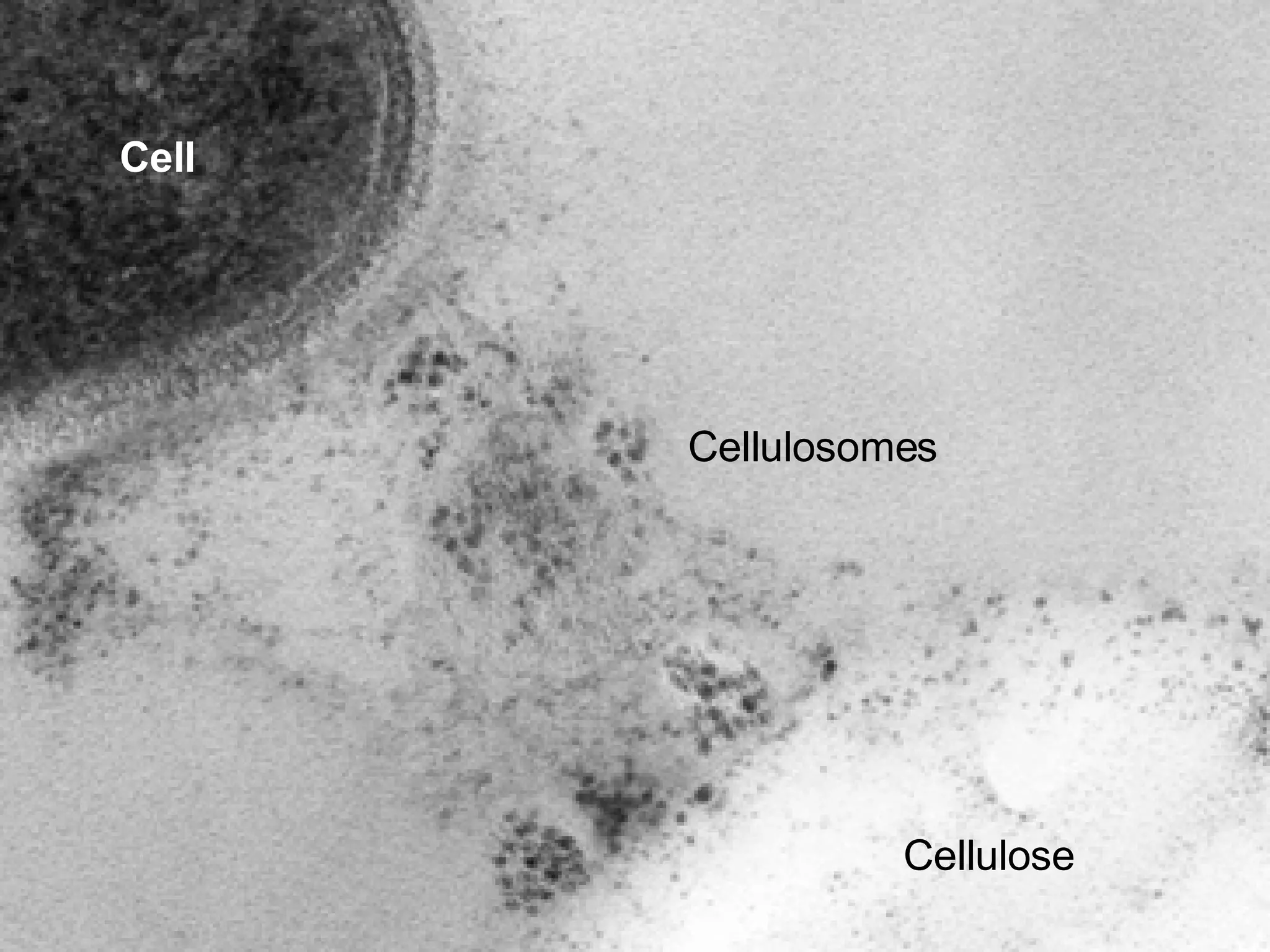 Cell Cellulosomes Cellulose 
