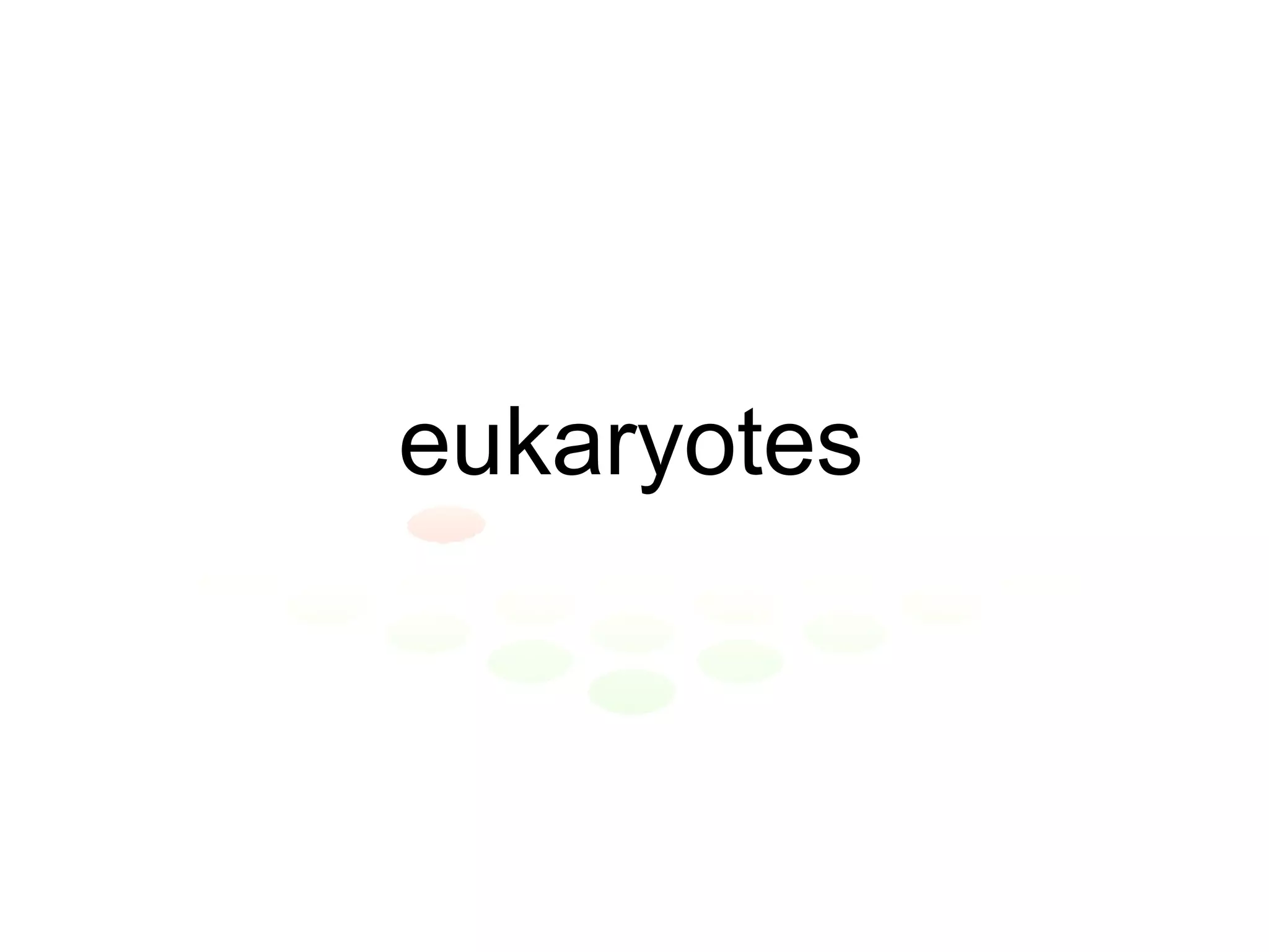 eukaryotes 