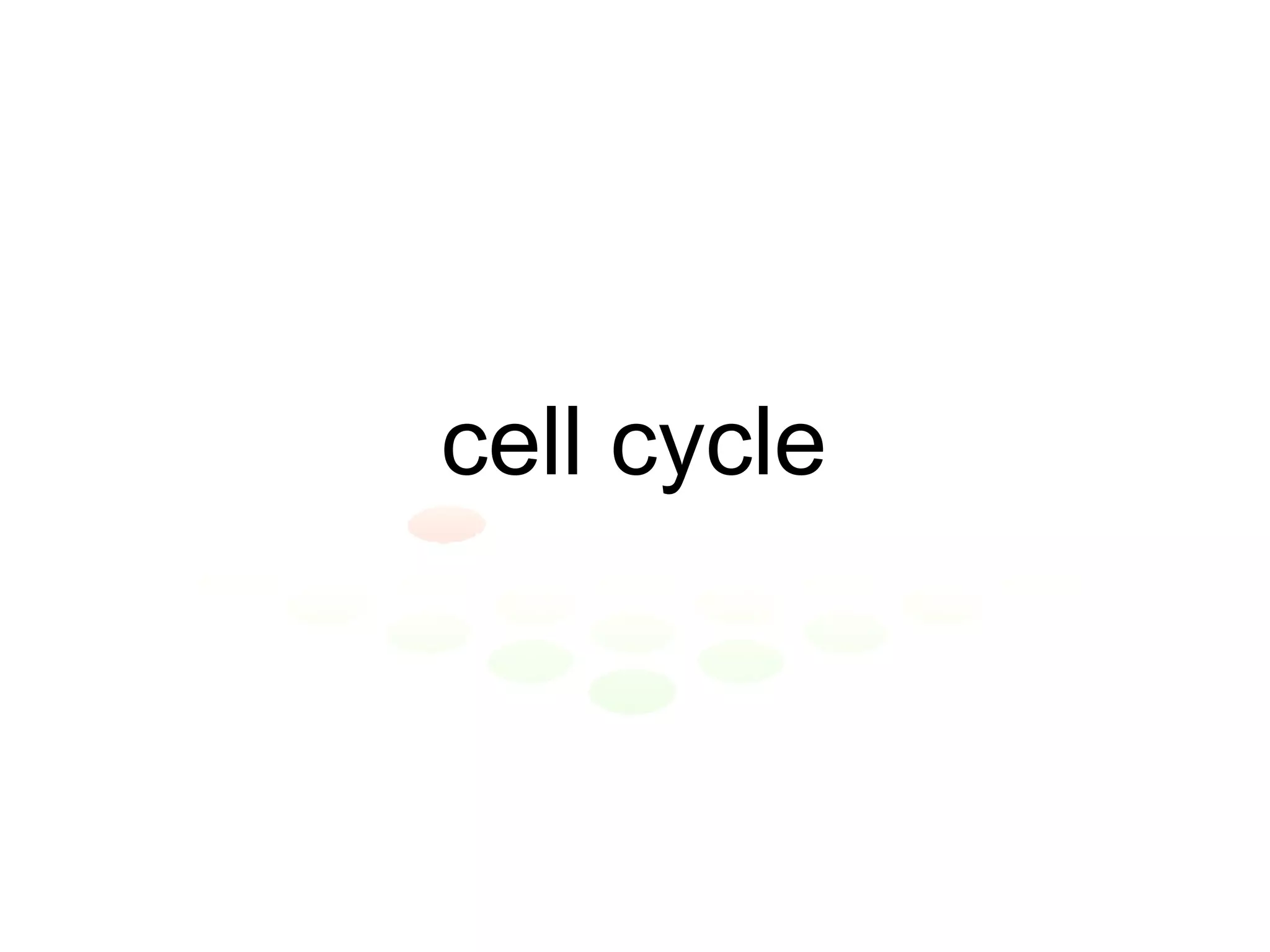 cell cycle 
