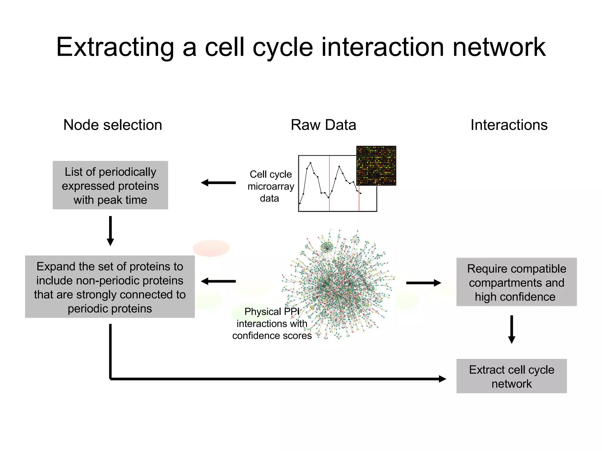 Extracting a cell cycle interaction network Cell cycle microarray data  Physical PPI interactions with confidence scores Expand the set of proteins to include non-periodic proteins that are strongly connected to periodic proteins Raw Data Node selection List of periodically expressed proteins with peak time Interactions Require compatible compartments and high confidence  Extract cell cycle network 