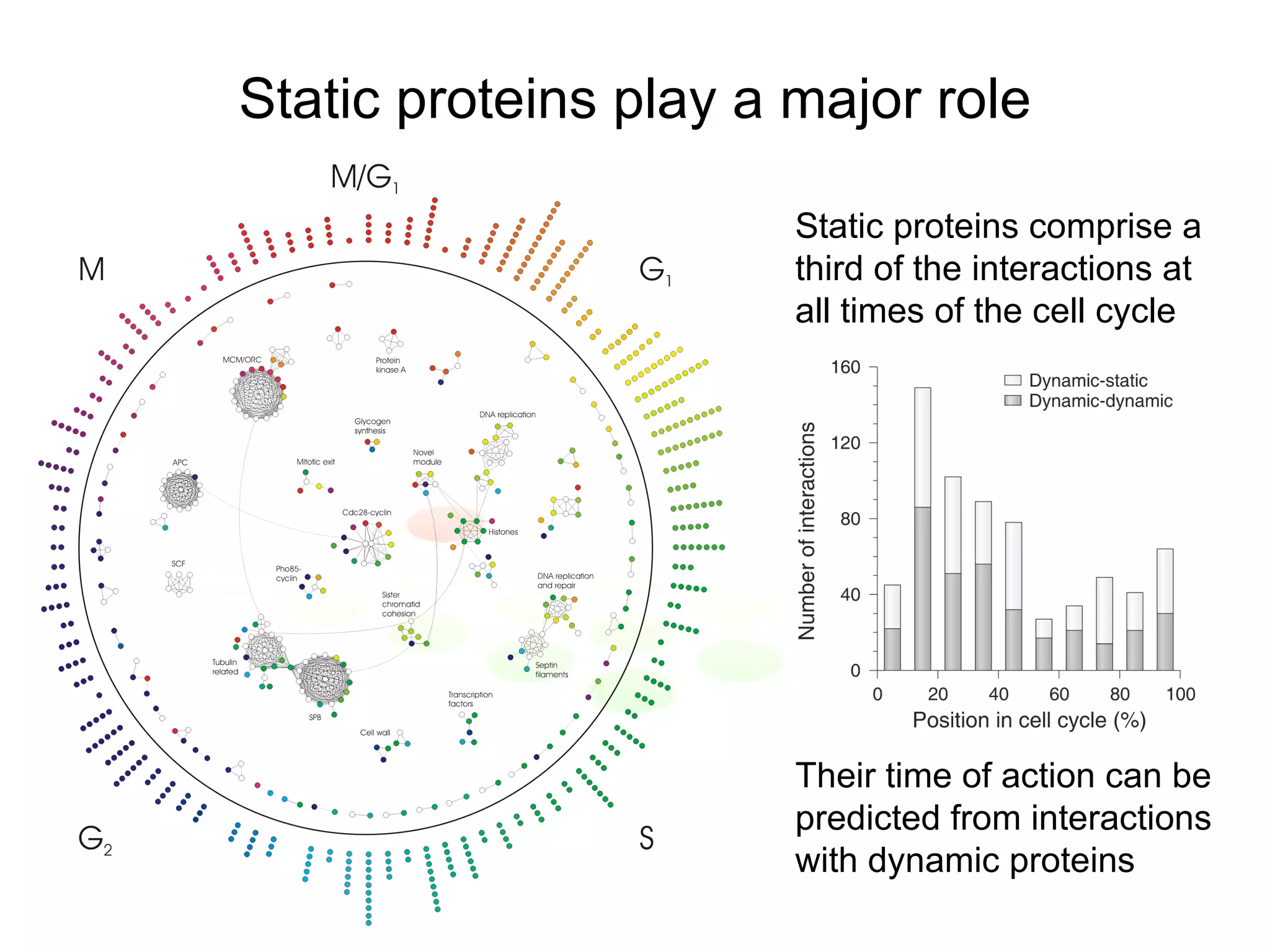 Static proteins comprise a third of the interactions at all times of the cell cycle Their time of action can be predicted from interactions with dynamic proteins Static proteins play a major role 