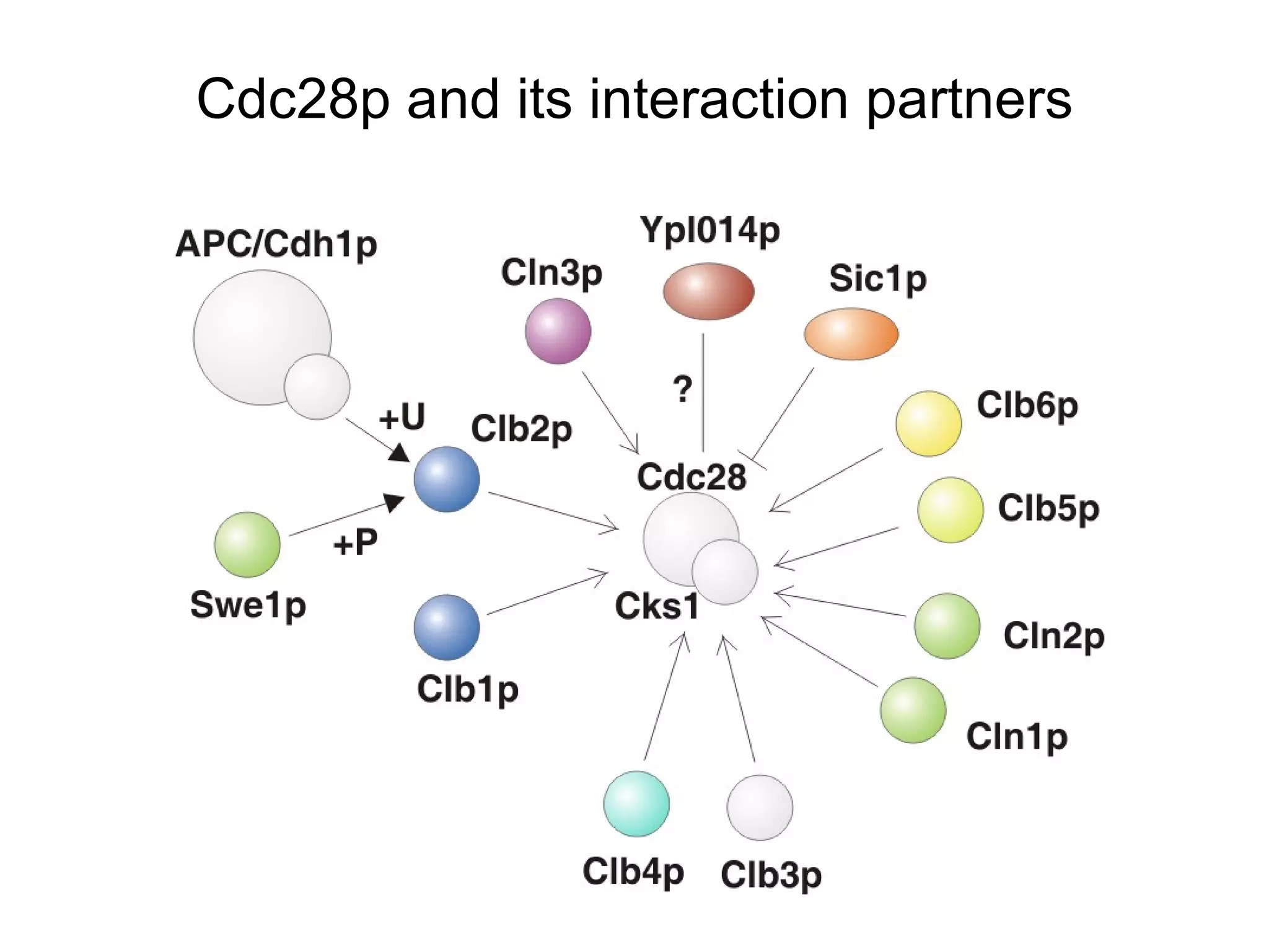 Cdc28p and its interaction partners 