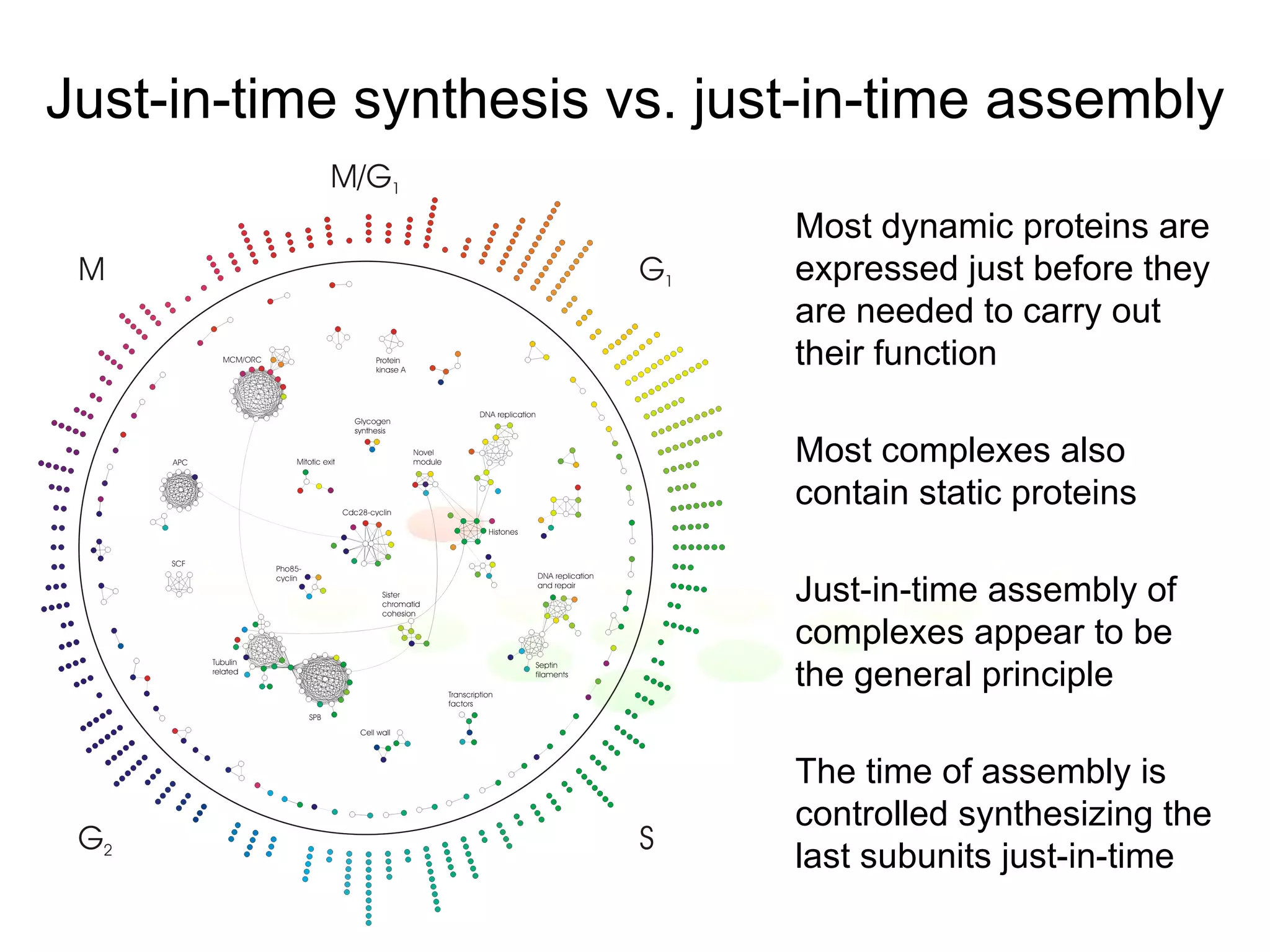 Just-in-time synthesis vs. just-in-time assembly Most dynamic proteins are expressed just before they are needed to carry out their function Most complexes also contain static proteins Just-in-time assembly of complexes appear to be the general principle The time of assembly is controlled synthesizing the last subunits just-in-time 