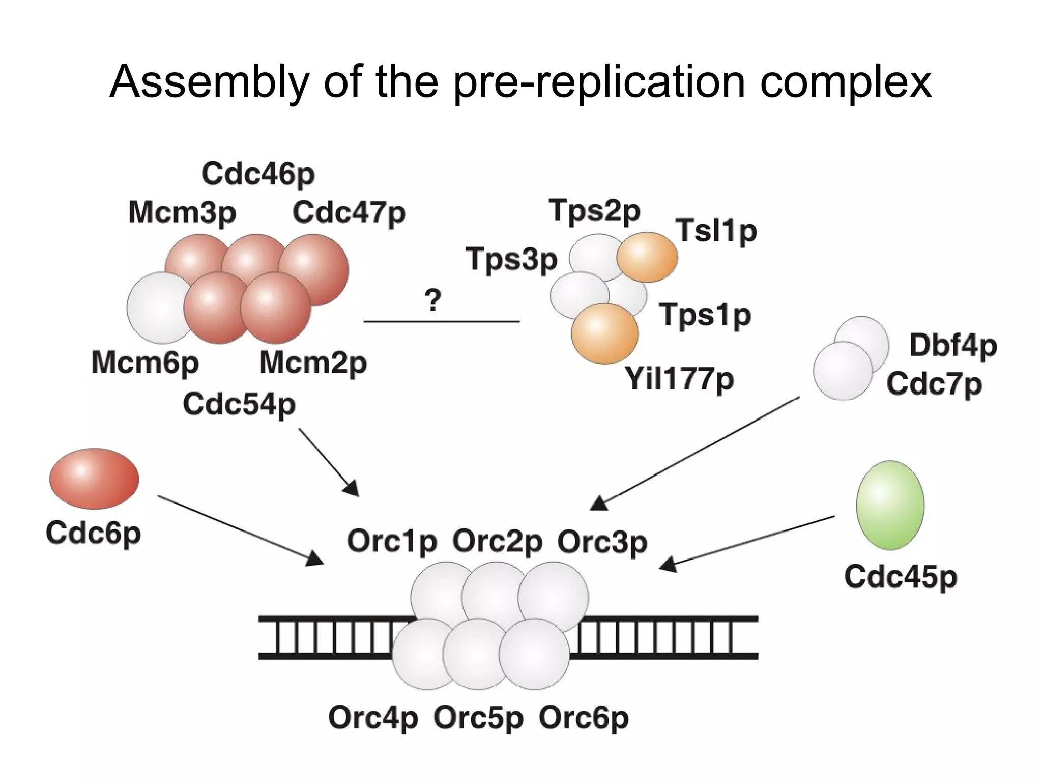 Assembly of the pre-replication complex 