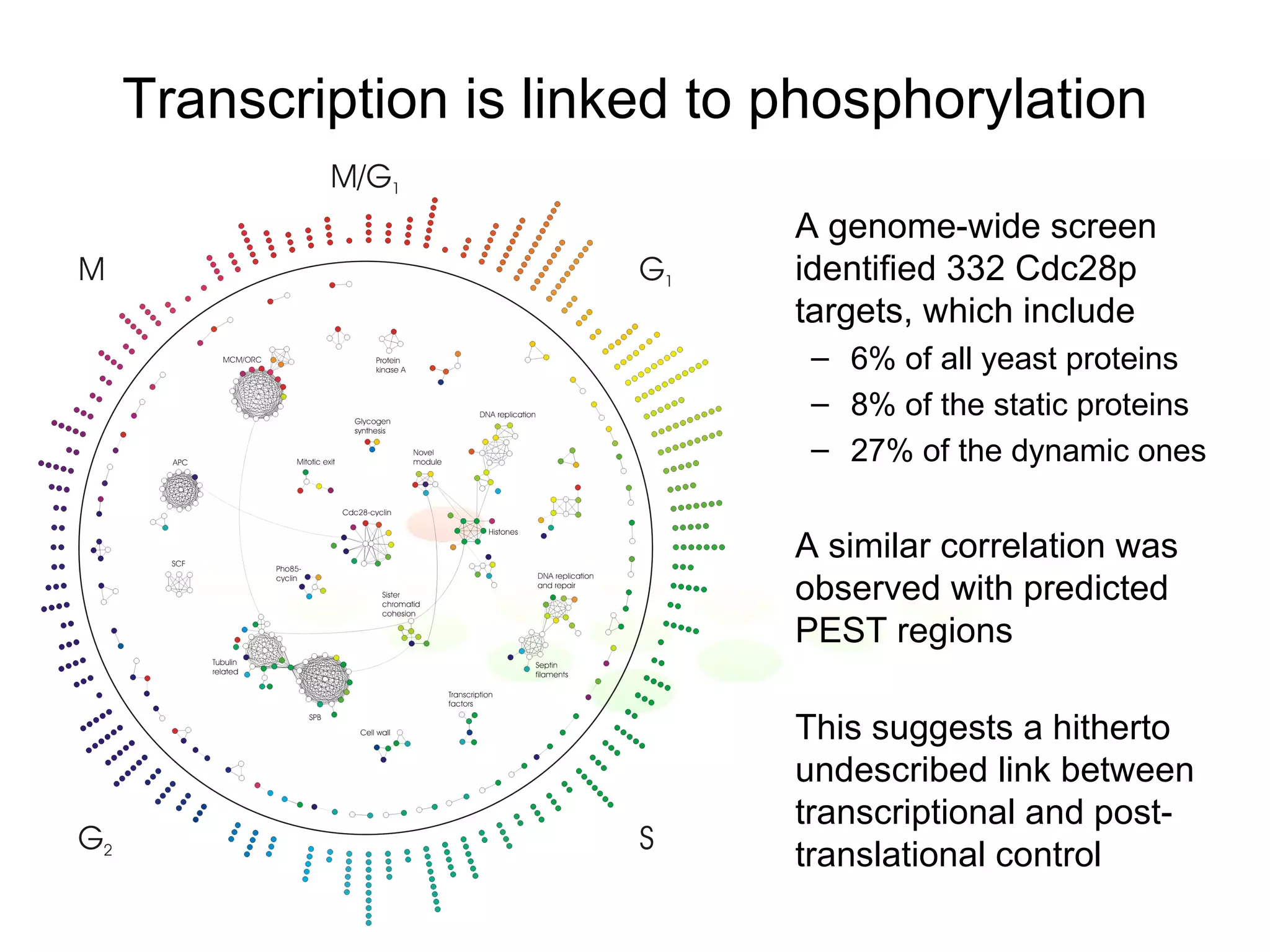 Transcription is linked to phosphorylation A genome-wide screen identified 332 Cdc28p targets, which include 6% of all yeast proteins 8% of the static proteins 27% of the dynamic ones A similar correlation was observed with predicted PEST regions This suggests a hitherto undescribed link between transcriptional and post-translational control 