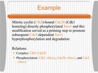 Example Mitotic cyclin ( Clb2 )-bound  Cdc28  (Cdk1 homolog) directly phosphorylated  Swe1  and this modification served as a priming step to promote subsequent  Cdc5 -dependent  Swe1  hyperphosphorylation and degradation Relations: Complex:  Clb2–Cdc28 Phosphorylation:  Clb2  Swe1 ,  Cdc28  Swe1 , and  Cdc5  Swe1 