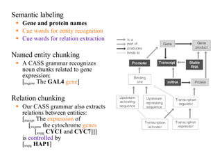Semantic labeling Gene  and protein  names Cue words for entity recognition Cue words for relation extraction Named entity chunking A CASS grammar recognizes noun chunks related to gene expression: [ nxgene  The  GAL4   gene ] Relation chunking Our CASS grammar also extracts relations between entities: [ nxexpr  T he  expression  of   [ nxgene   the cytochrome  genes   [ nxpg   CYC1  and  CYC7 ]]] is  controlled  by [ nxpg   HAP1 ] 