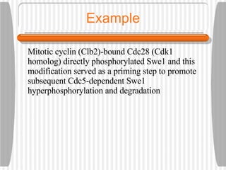 Example Mitotic cyclin (Clb2)-bound Cdc28 (Cdk1 homolog) directly phosphorylated Swe1 and this modification served as a priming step to promote subsequent Cdc5-dependent Swe1 hyperphosphorylation and degradation 